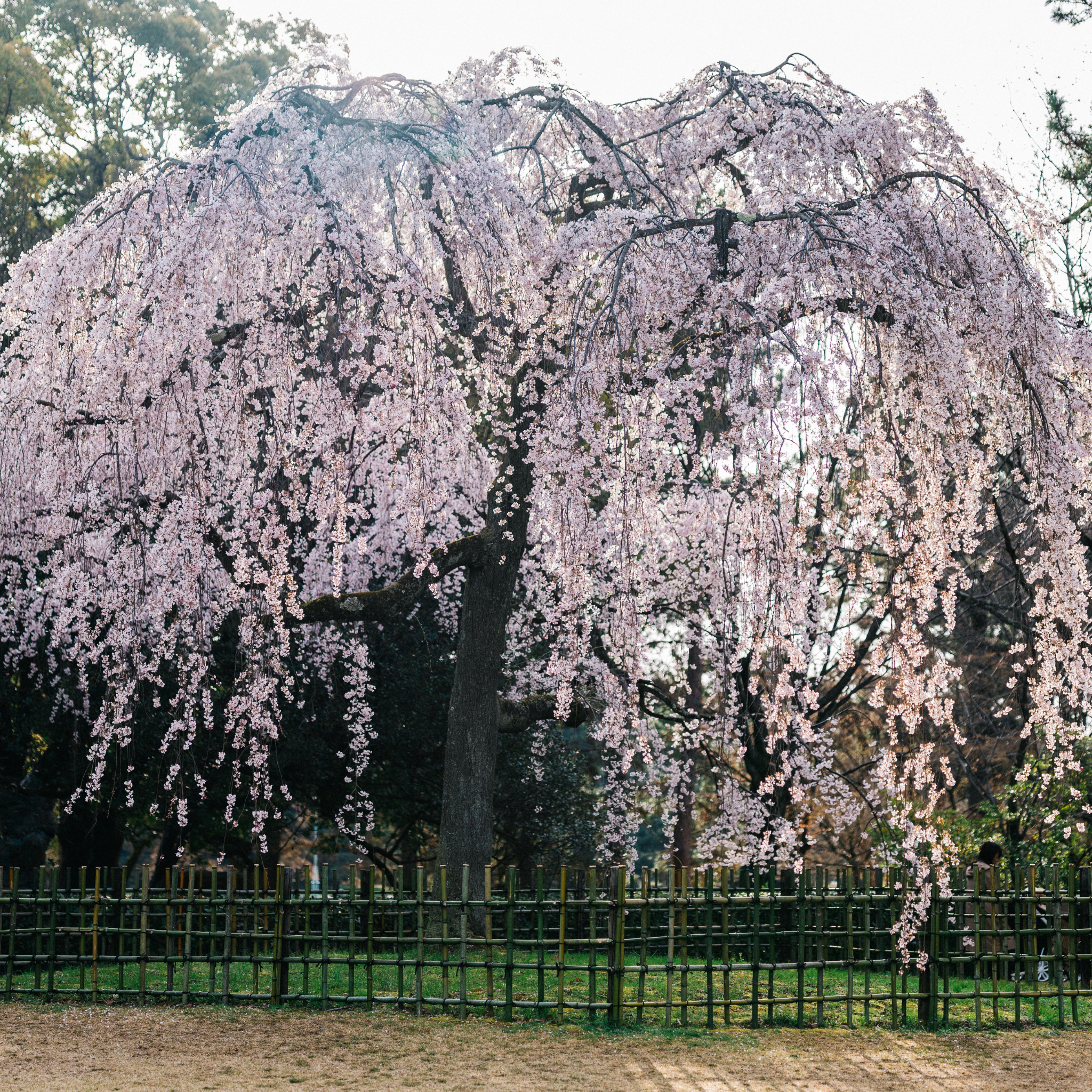 Weeping Japanese Flowering Cherry - Prunus serrulata 'Mt Fuji'