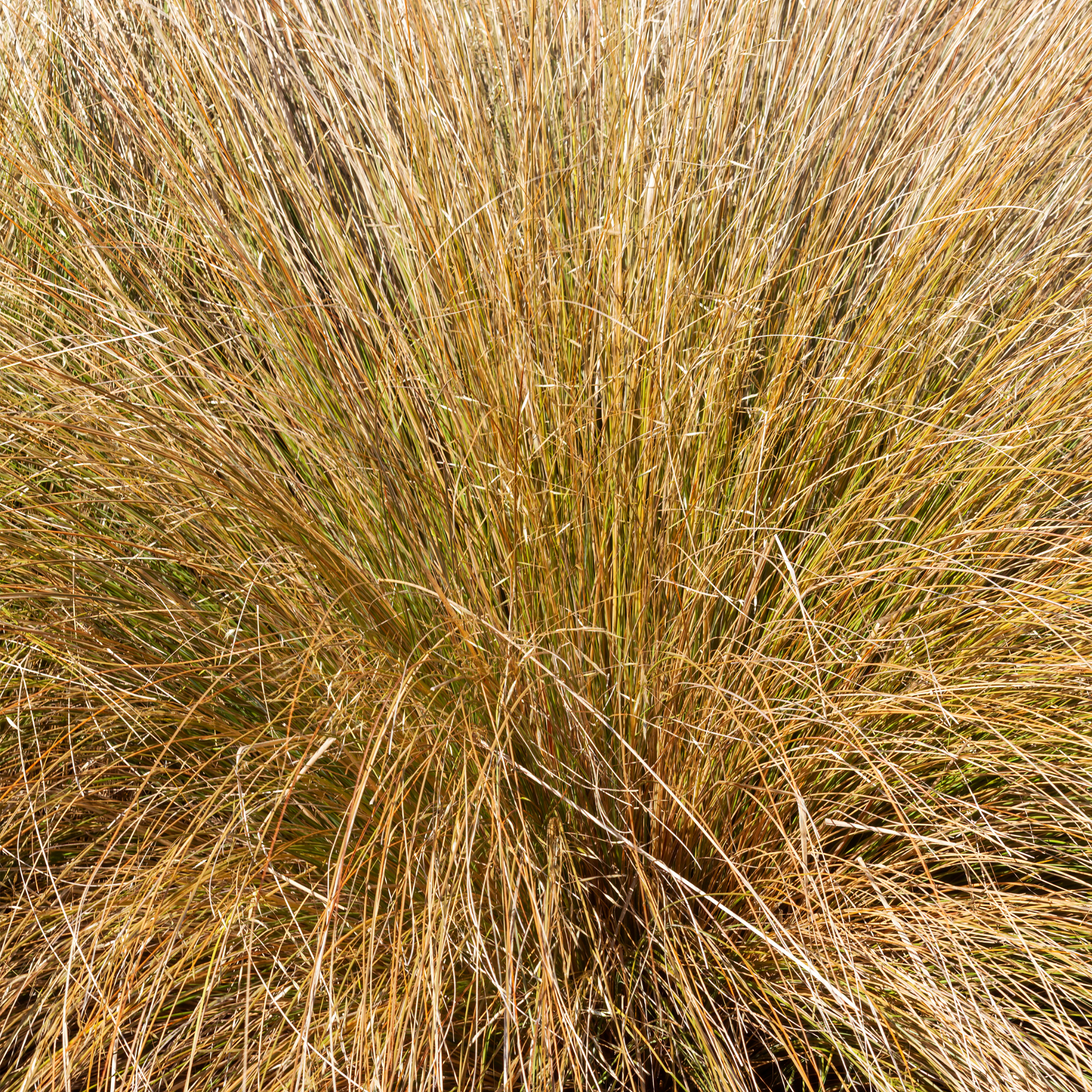 Tussock Grass