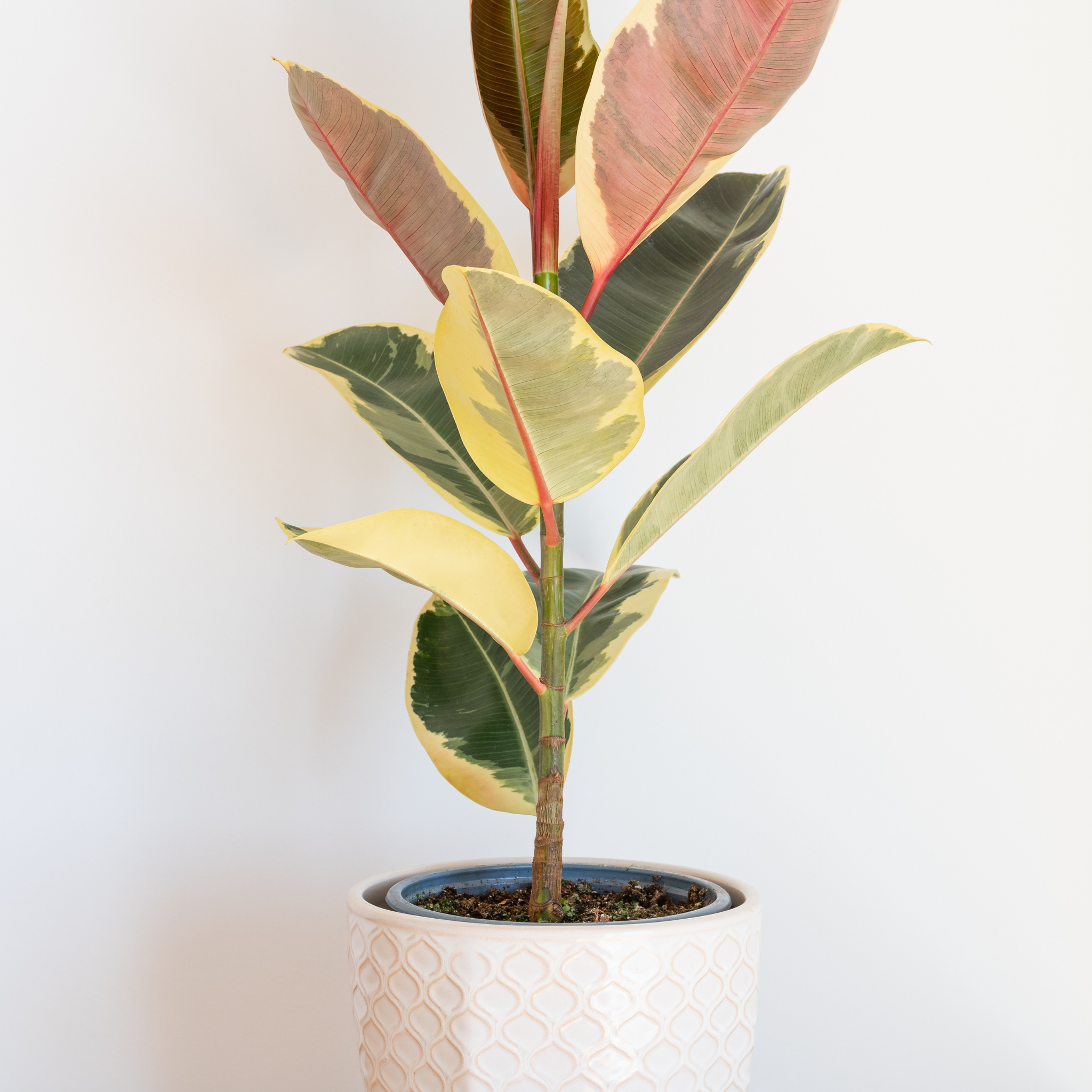 Tineke Rubber Tree Plant - Ficus elastica Tineke