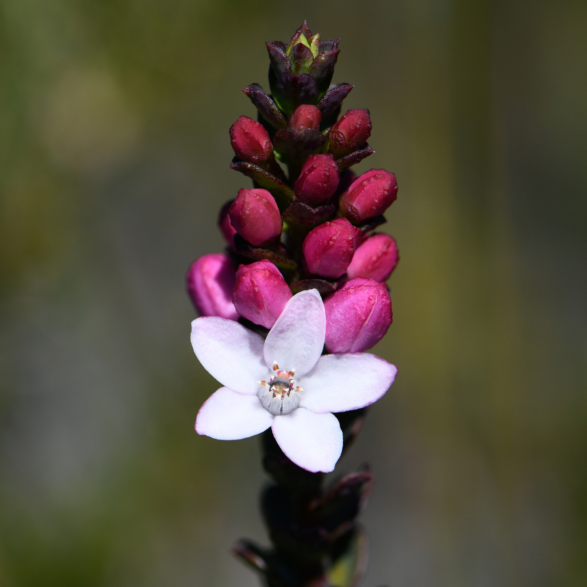 Box Leaf Wax Flower - Philotheca buxifolia Cascade of Stars