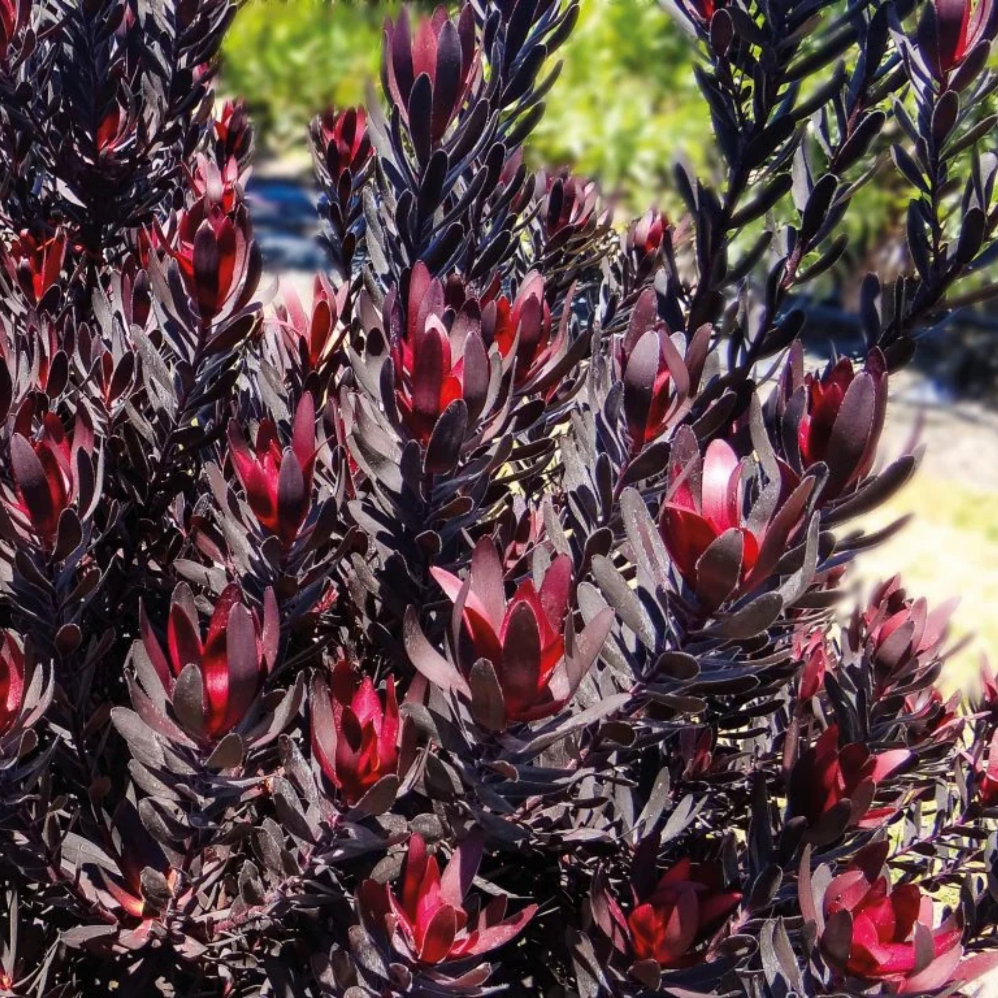 Burgundy Sunset Conebush - Leucadendron laureolum Burgundy Sunset