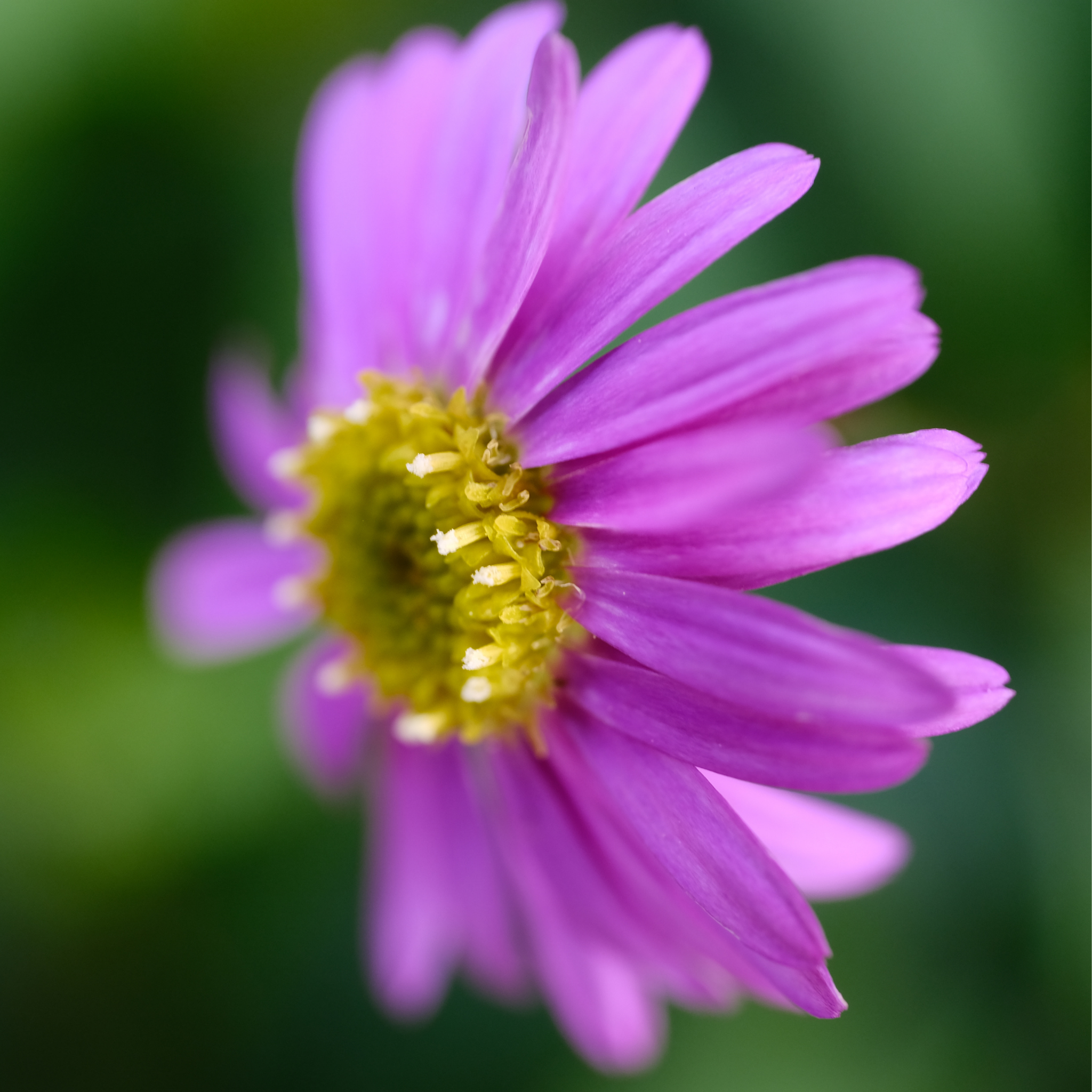 Cut Leaf Daisy Radiant Magenta - Brachyscome hybrida Radiant Magenta
