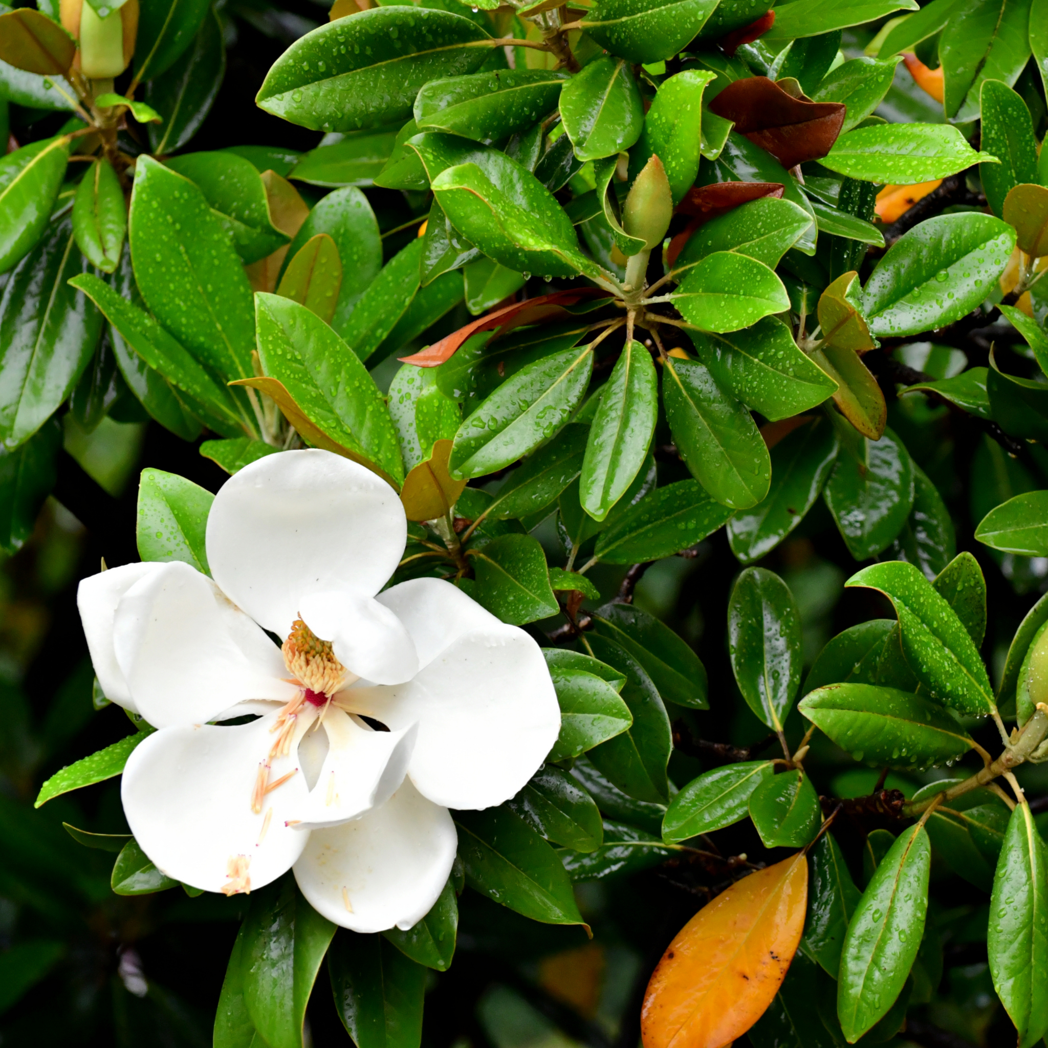 Magnolia Greenback - Magnolia grandiflora Greenback