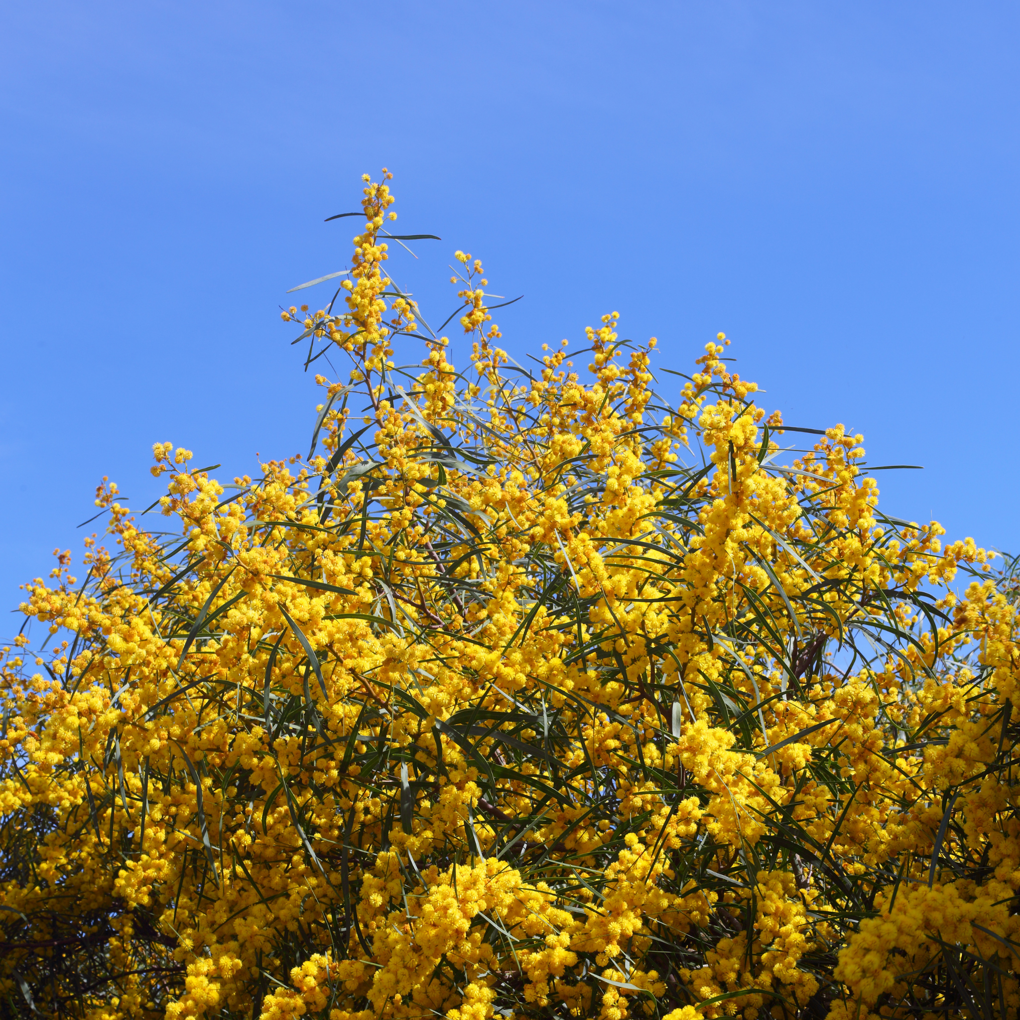 Acacia Golden Wattle - Acacia pycnantha