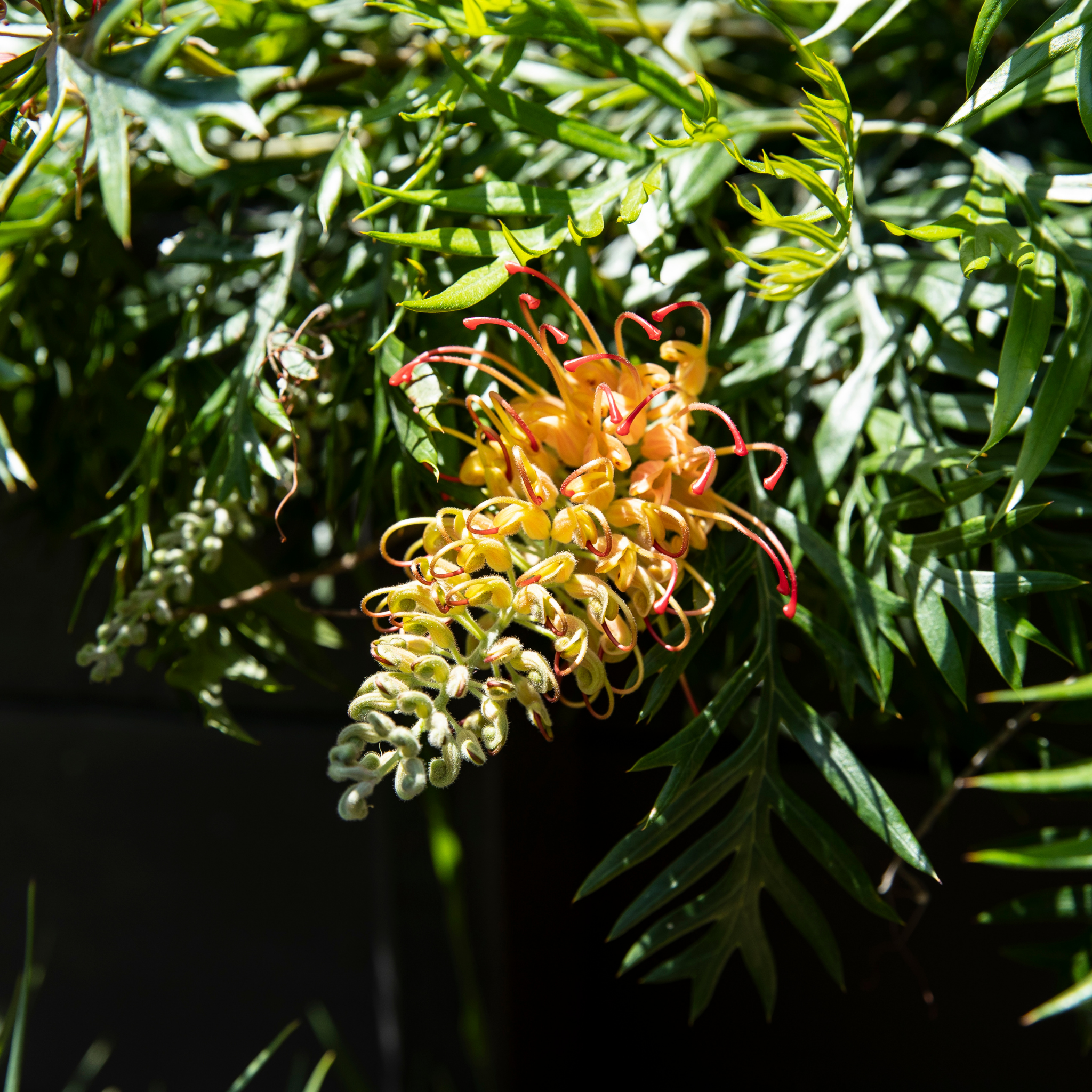 Grevillea 'Superb' - Grevillea banksii bipinnatifida Superb
