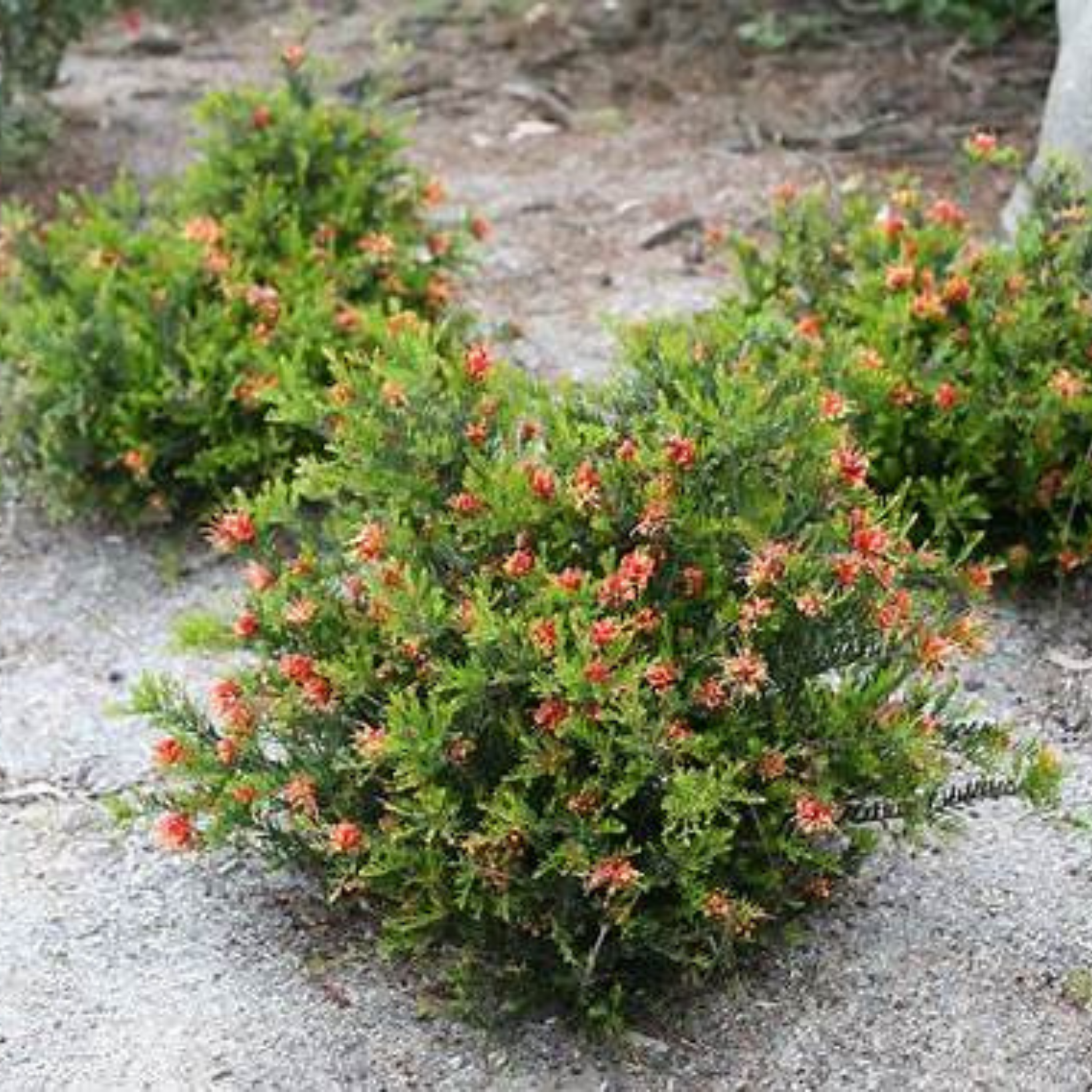 Grevillea 'Winter Flame' - Grevillea alpina rosmarinifoli Winter Flame