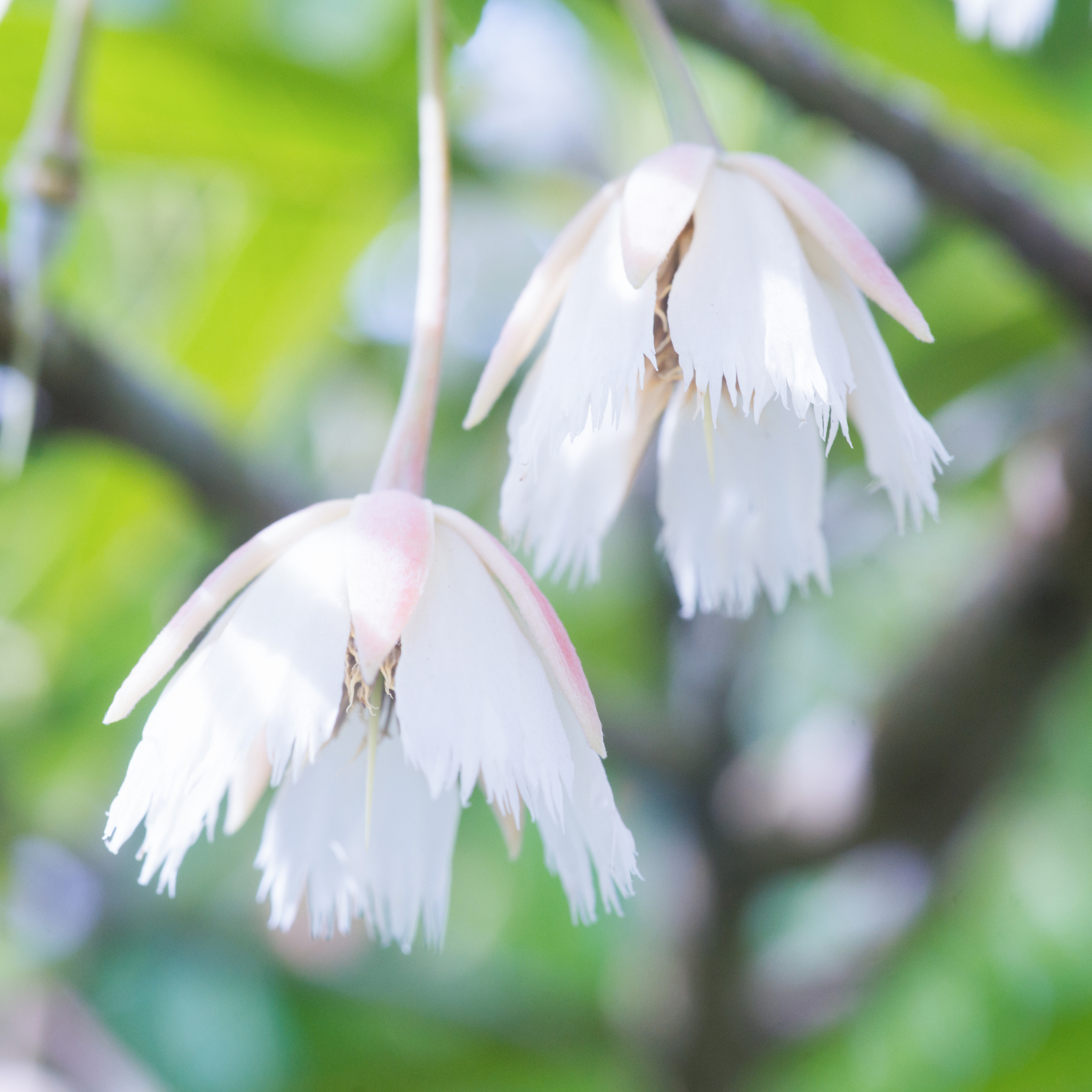 Blueberry Ash - Elaeocarpus reticulatus
