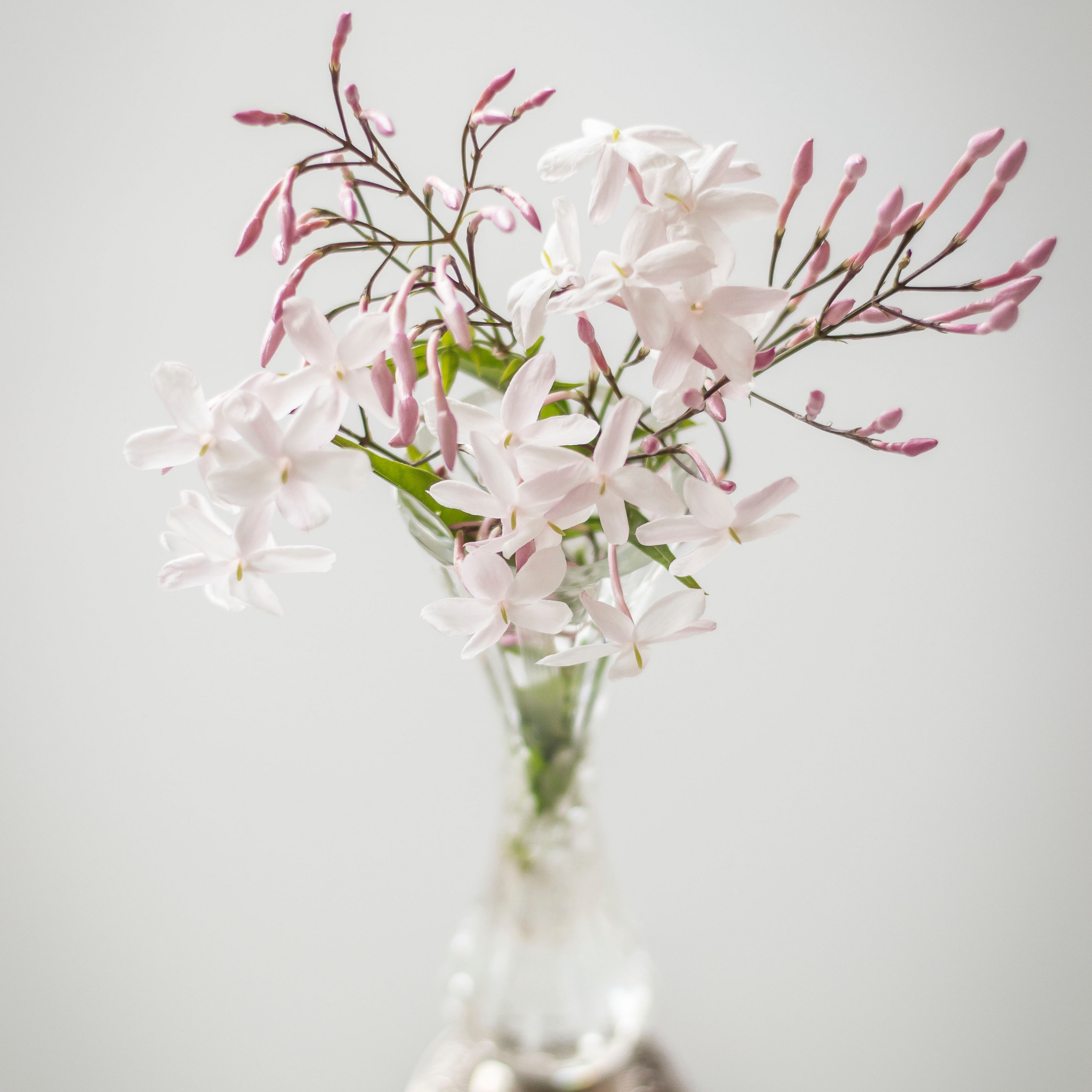 Pink Jasmine - Jasminum polyanthum