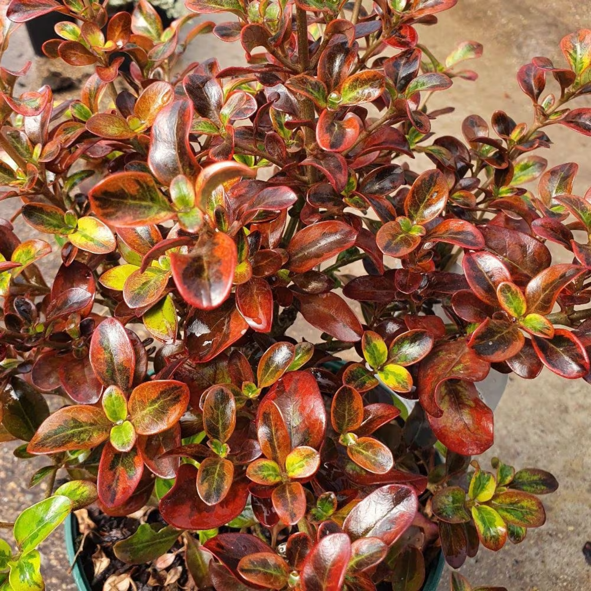 Mirror Bush Tequila Sunrise - Coprosma repens 'Tequila Sunrise'