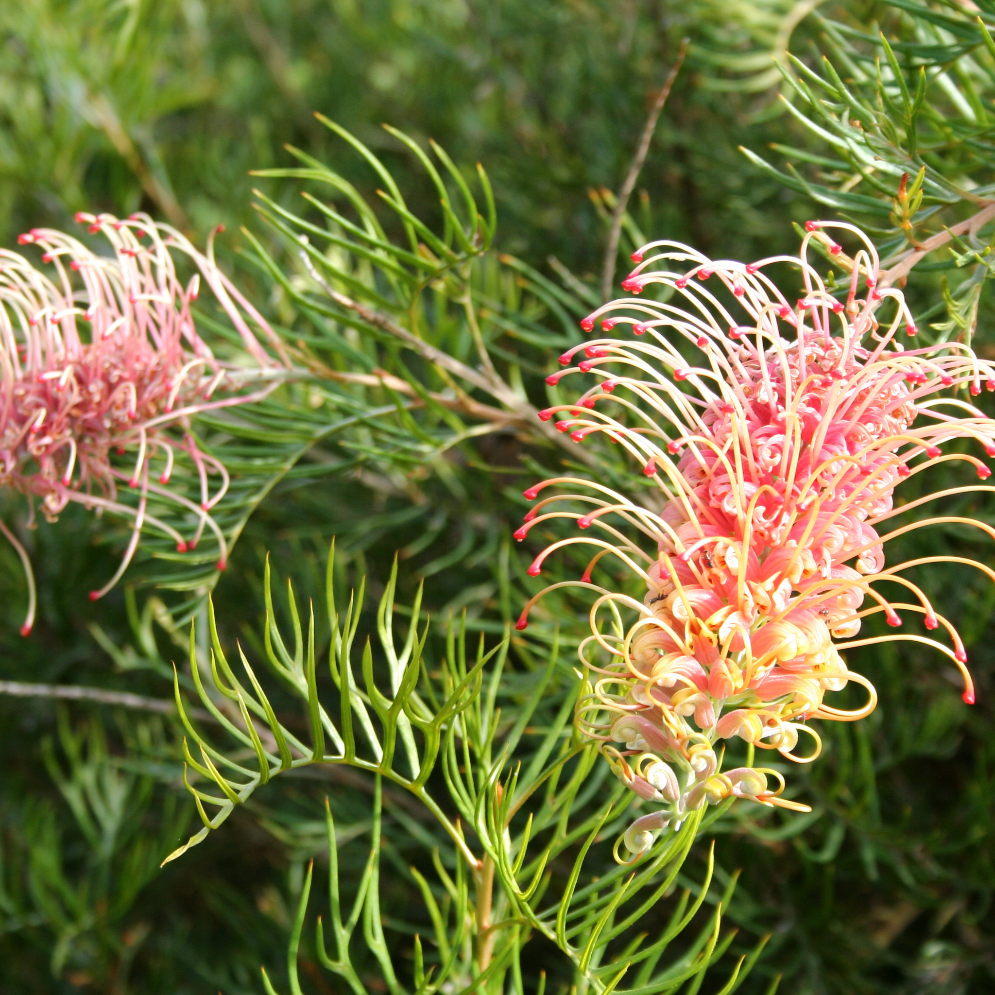 Grevillea hybrida Peaches and Cream