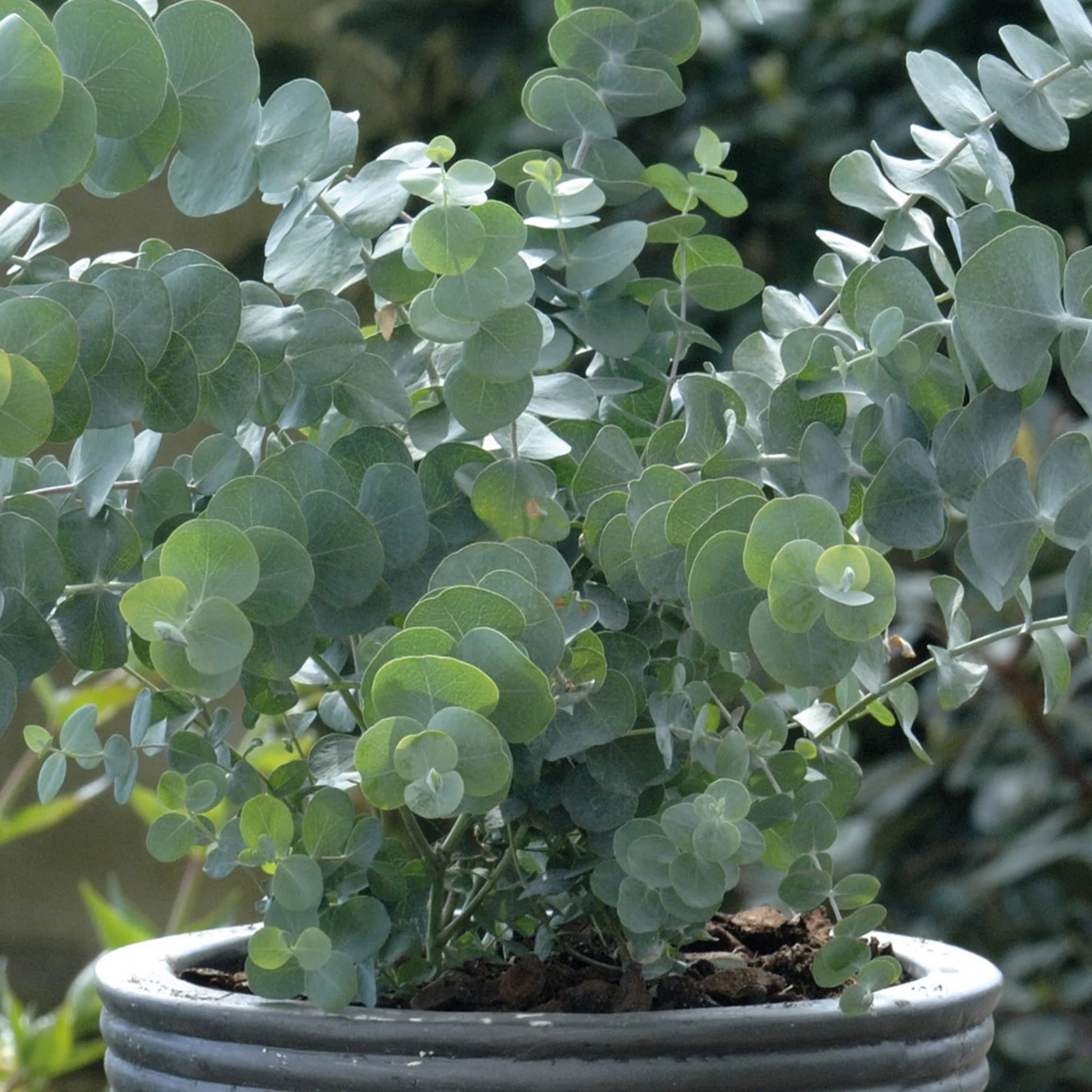 Eucalyptus Baby Blue - Eucalyptus pulverulenta 'Baby Blue'