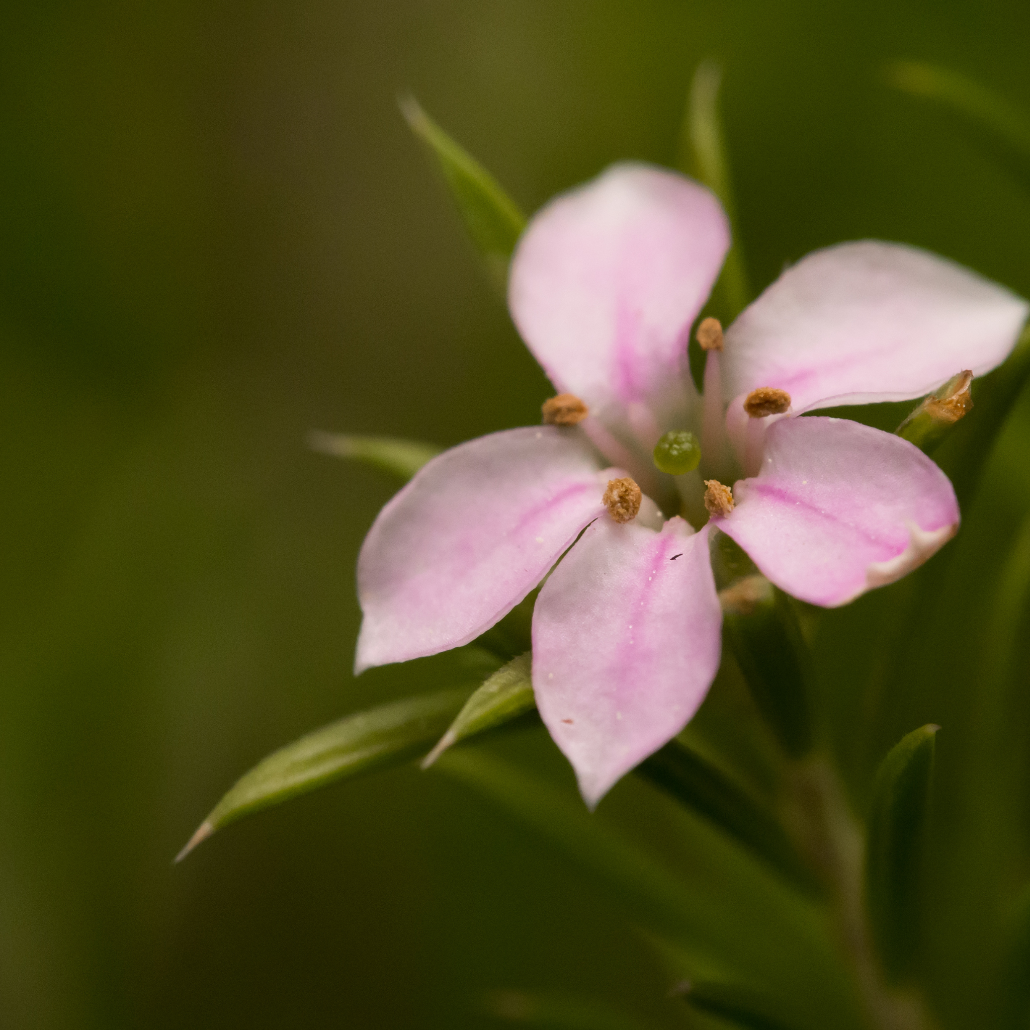 Dwarf Diosma - Coleonema pulchellum Compacta