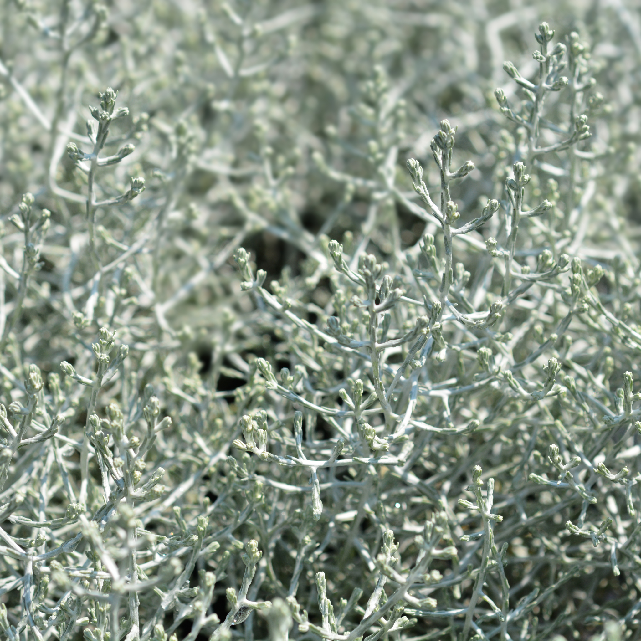 Cushion Bush - Leucophyta brownii