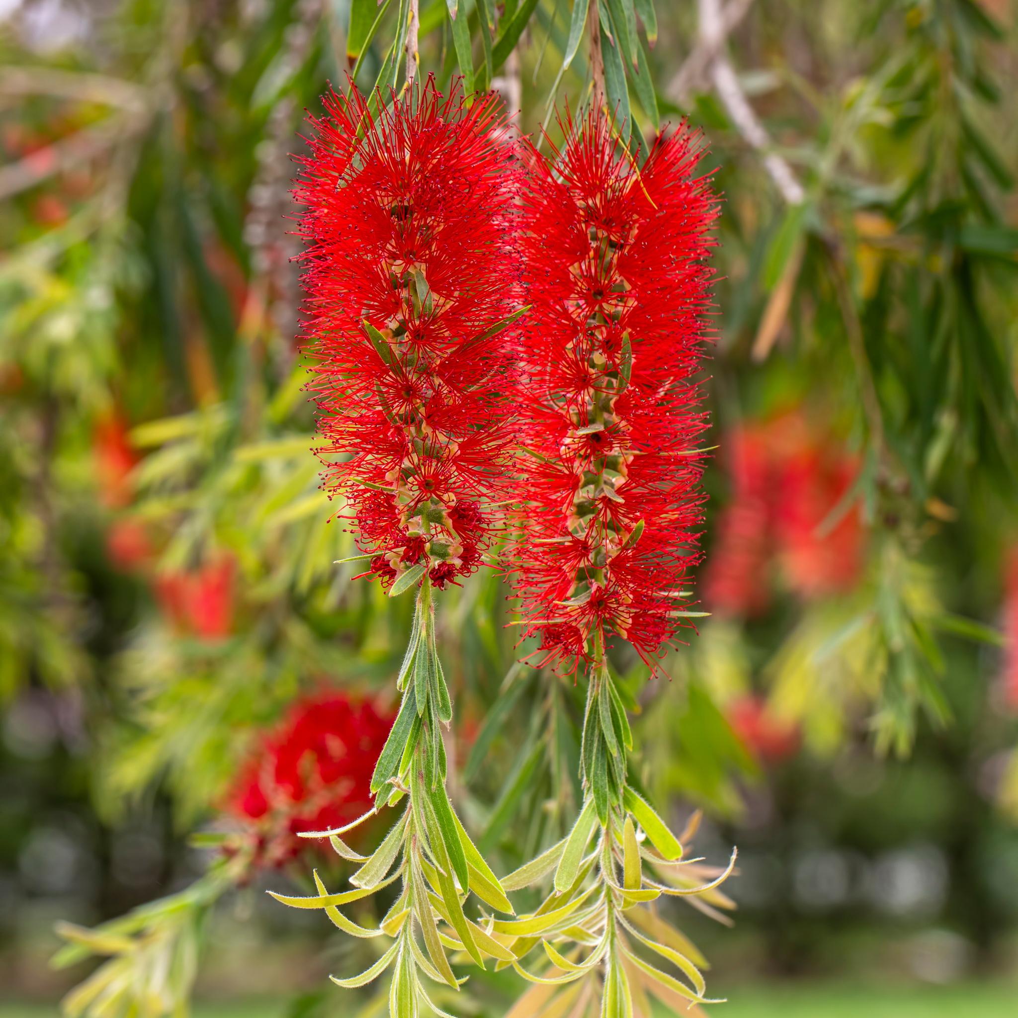 Weeping Bottlebrush - Callistemon viminalis 'Dawson River Weeper'