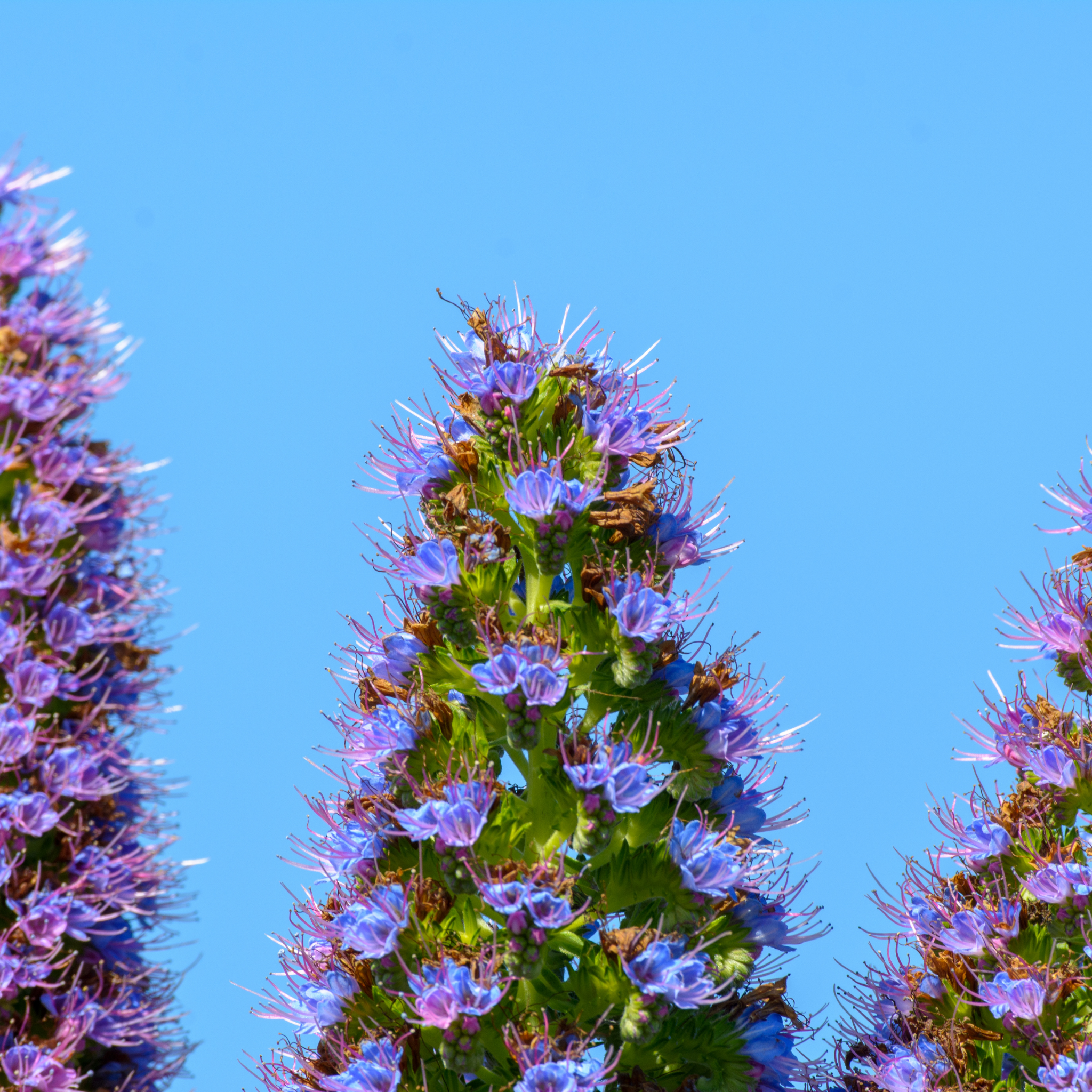 Pride of Madeira - Echium candicans