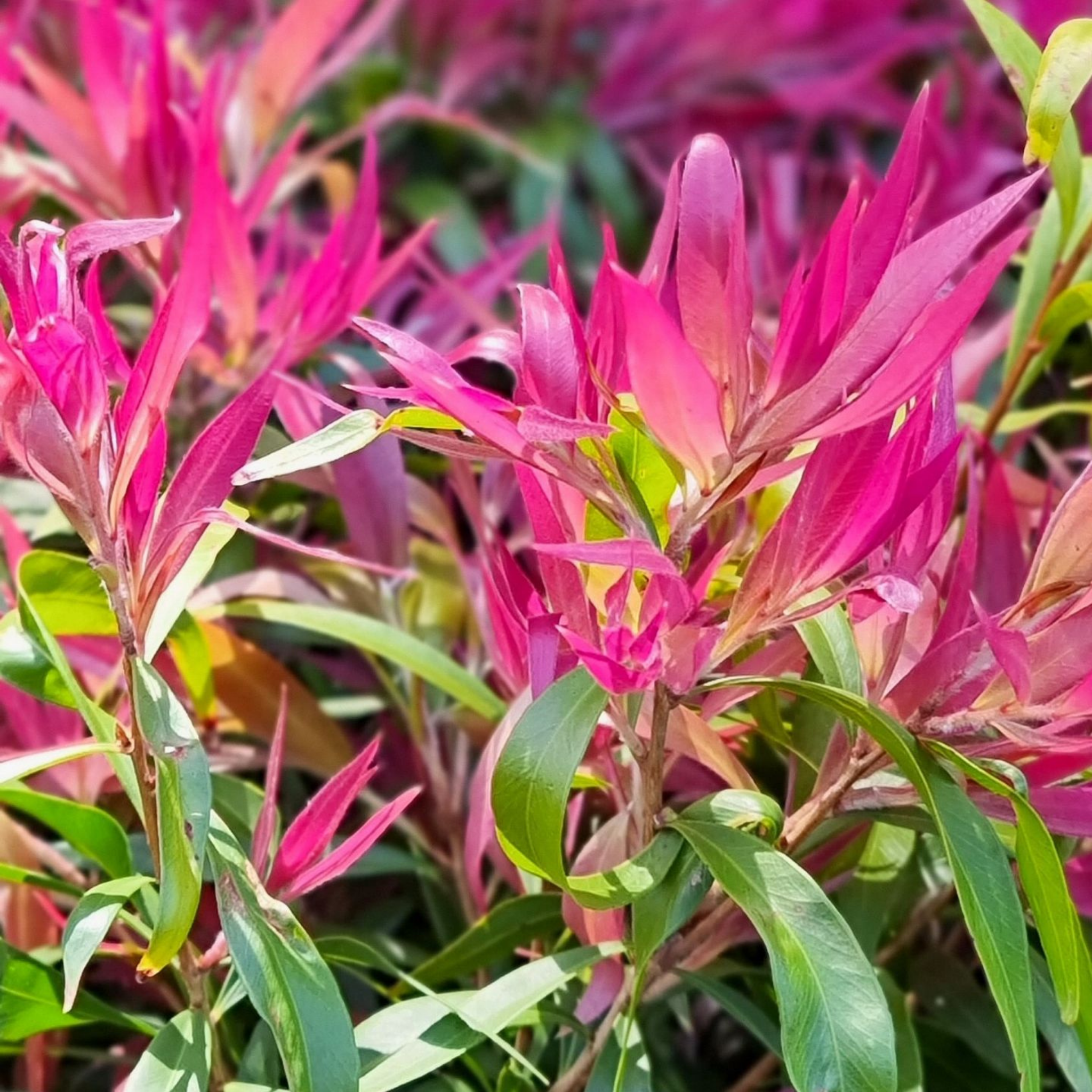 Great balls of Fire Bottlebrush - Callistemon salignus 'Great Balls of Fire’