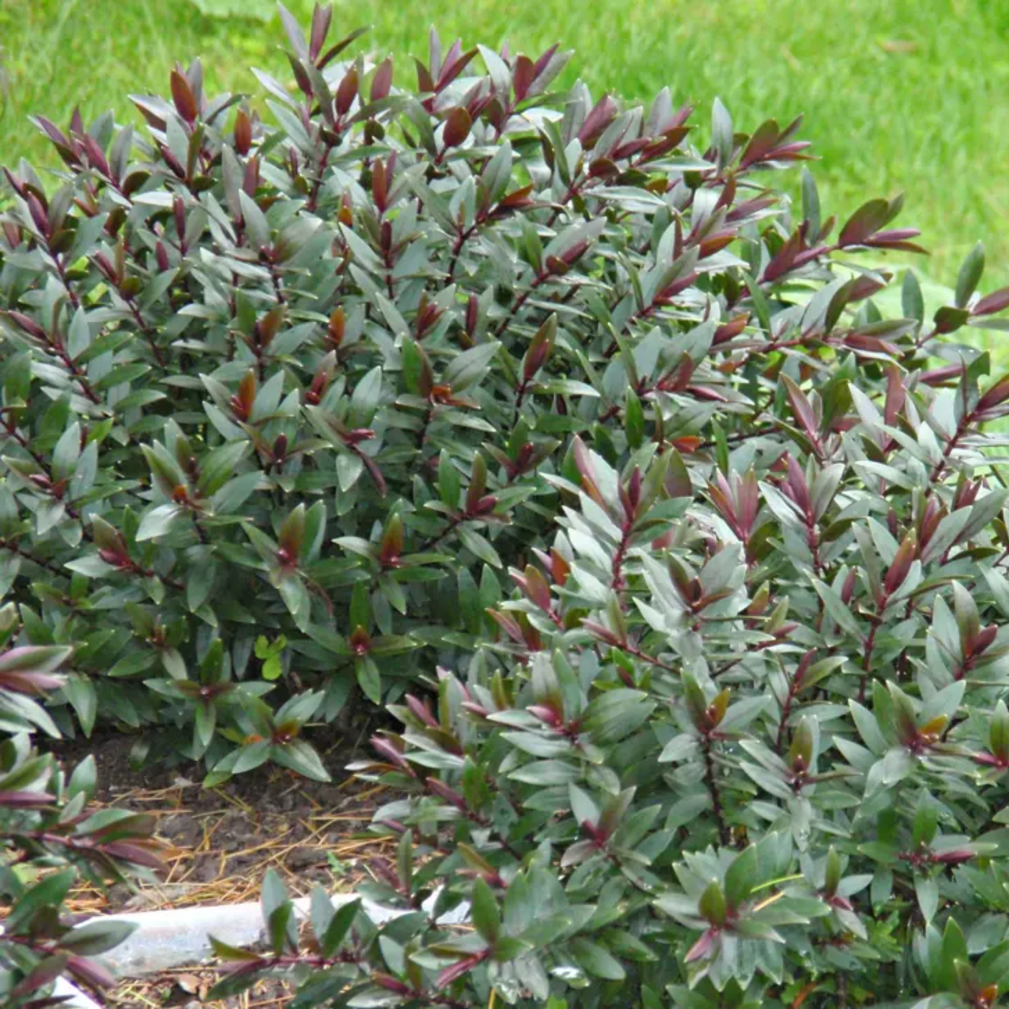 Hebe hybrida Pretty N Pink