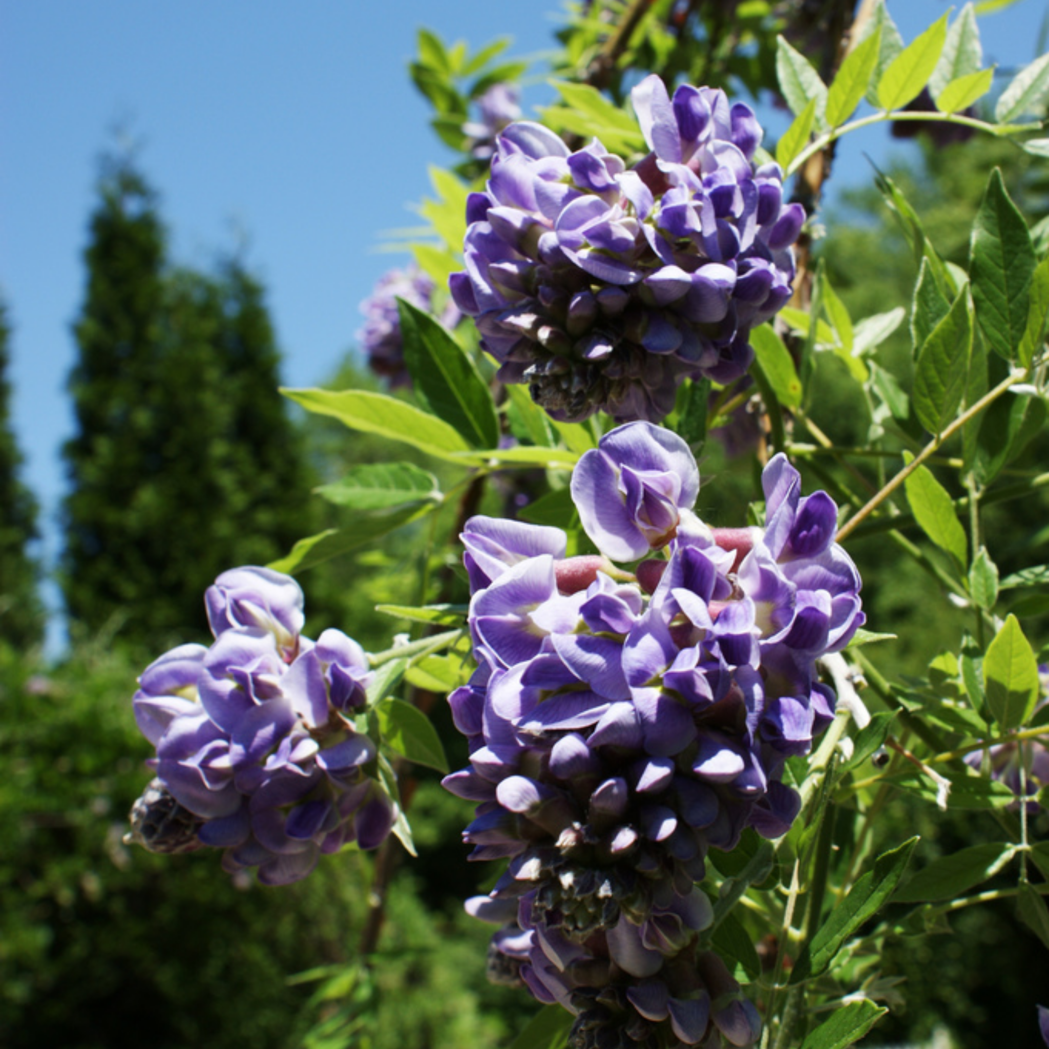 Amethyst Falls American Wisteria - Wisteria frutescens PBR