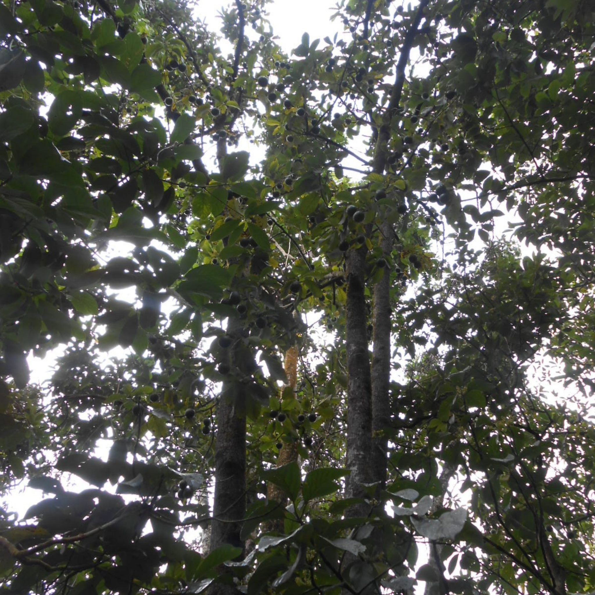 Jala Avocado Tree - Persea americana 'Jala'
