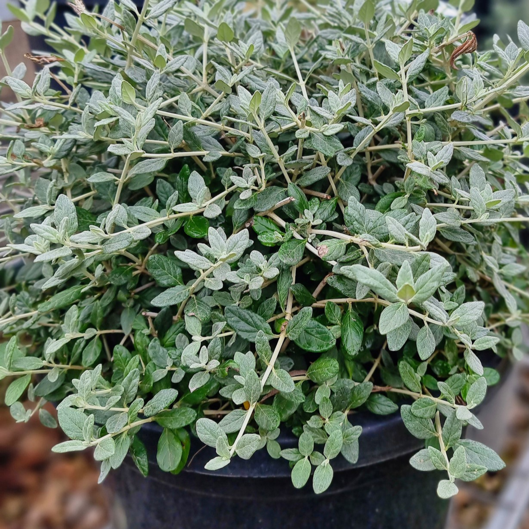 Shrubby Germander - Teucrium fruticans