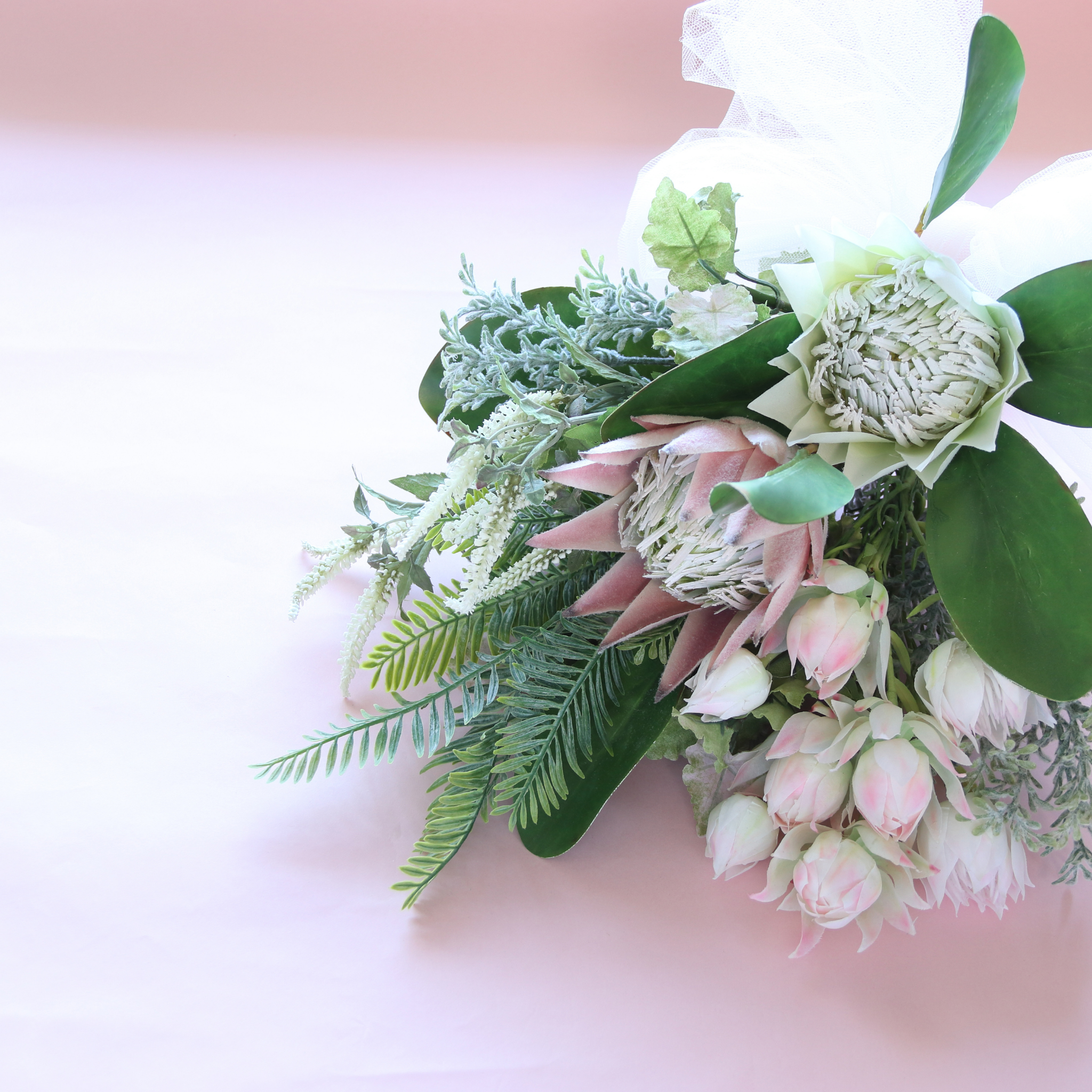Blushing Bride - Serruria florida Blushing Bride