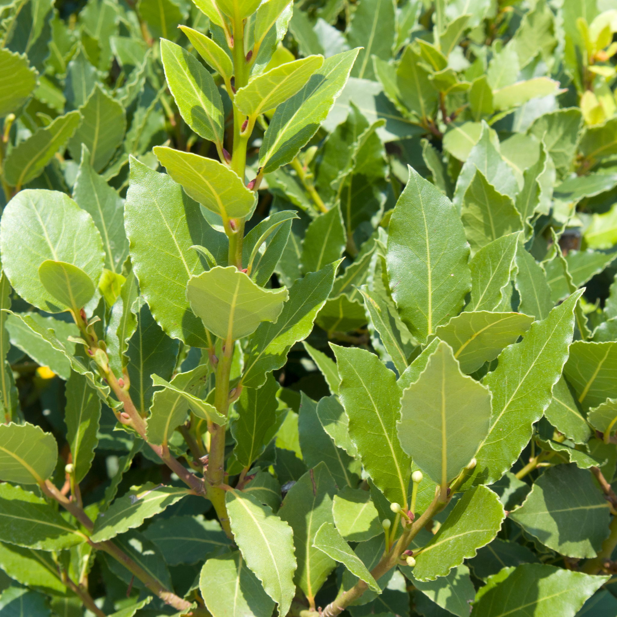 Dwarf Bay Laurel Tree - Laurus nobilis Baby Bay