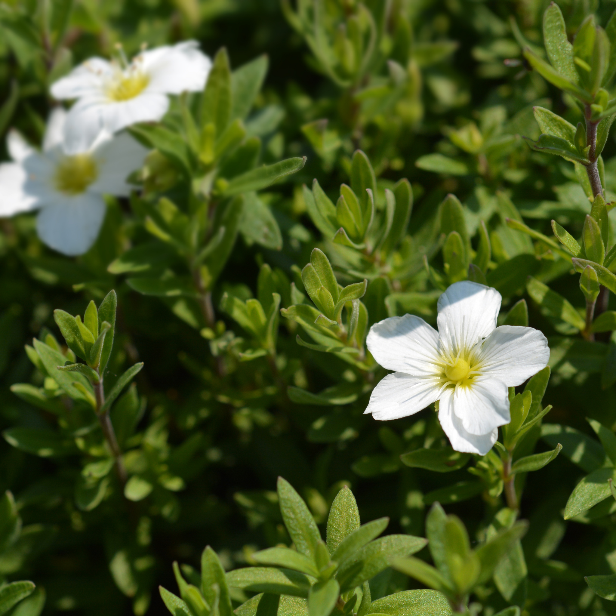 Mountain Sandwort - Arenaria montana