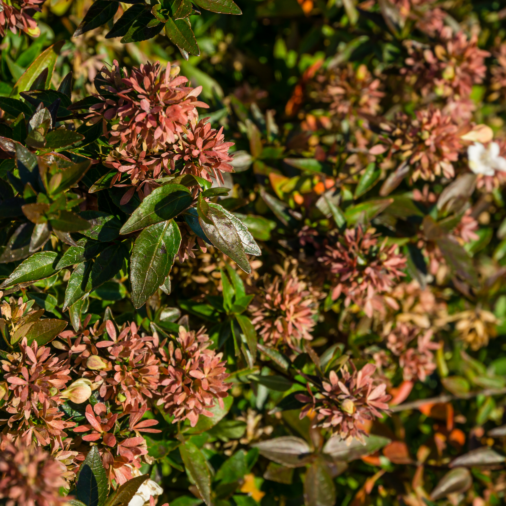Dwarf Glossy Abelia - Abelia grandiflora 'Nana'