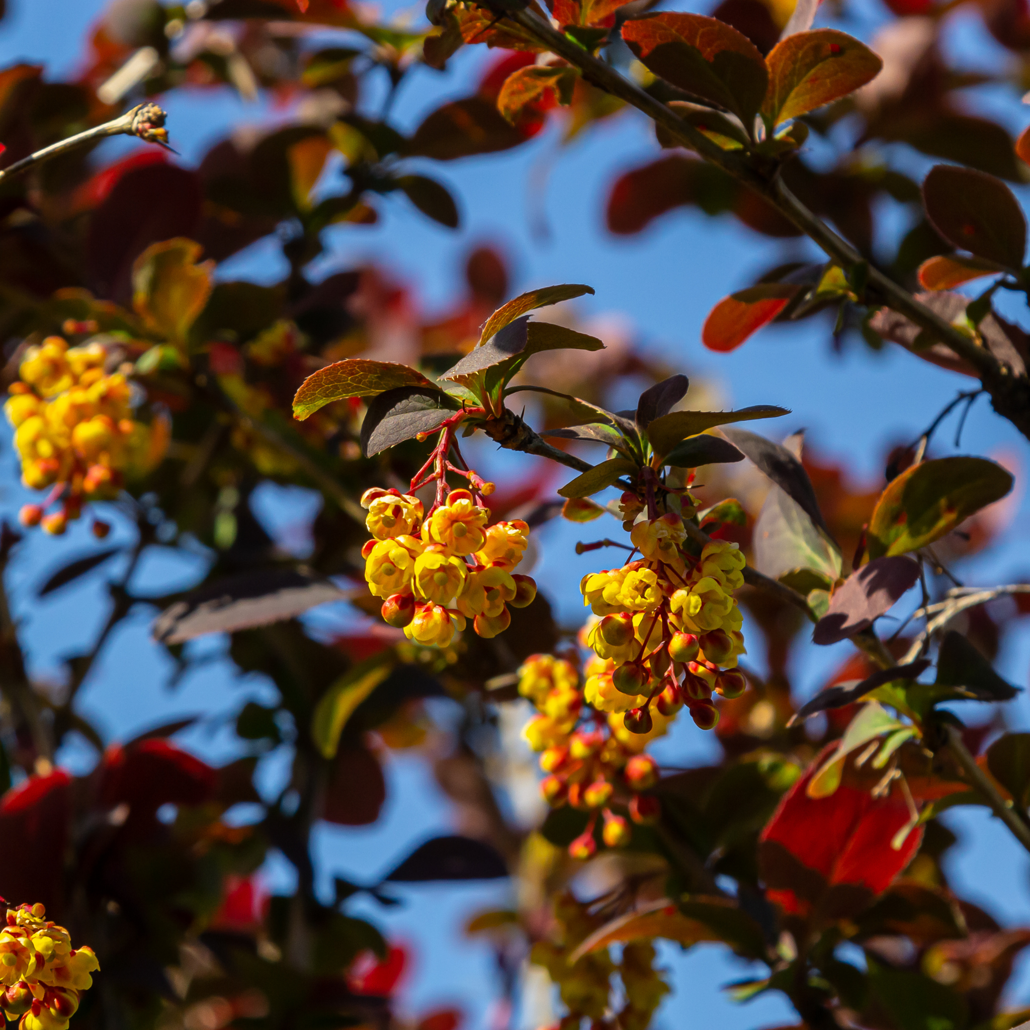 Purple Japanese Barberry Rose Glow - Berberis thunbergii atropurpurea 'Rose Glow'