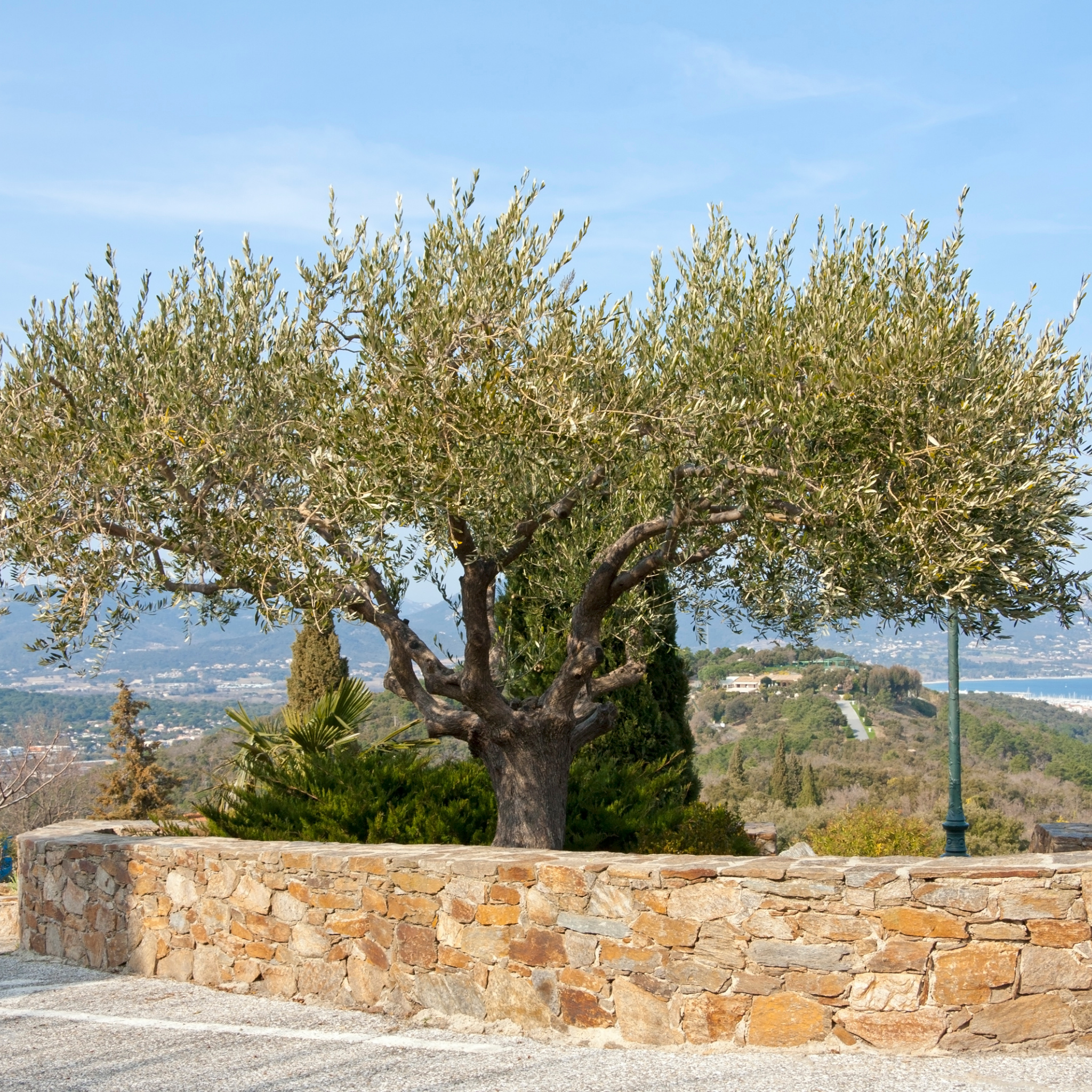 Dwarf Olive Tress - Olea europaea Bambalina