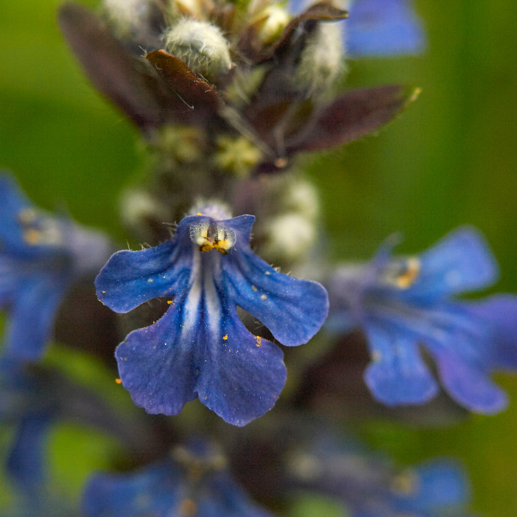 Hardy Blue Bugle (Bugleweed) - Ajuga reptans Tuff And Tidy