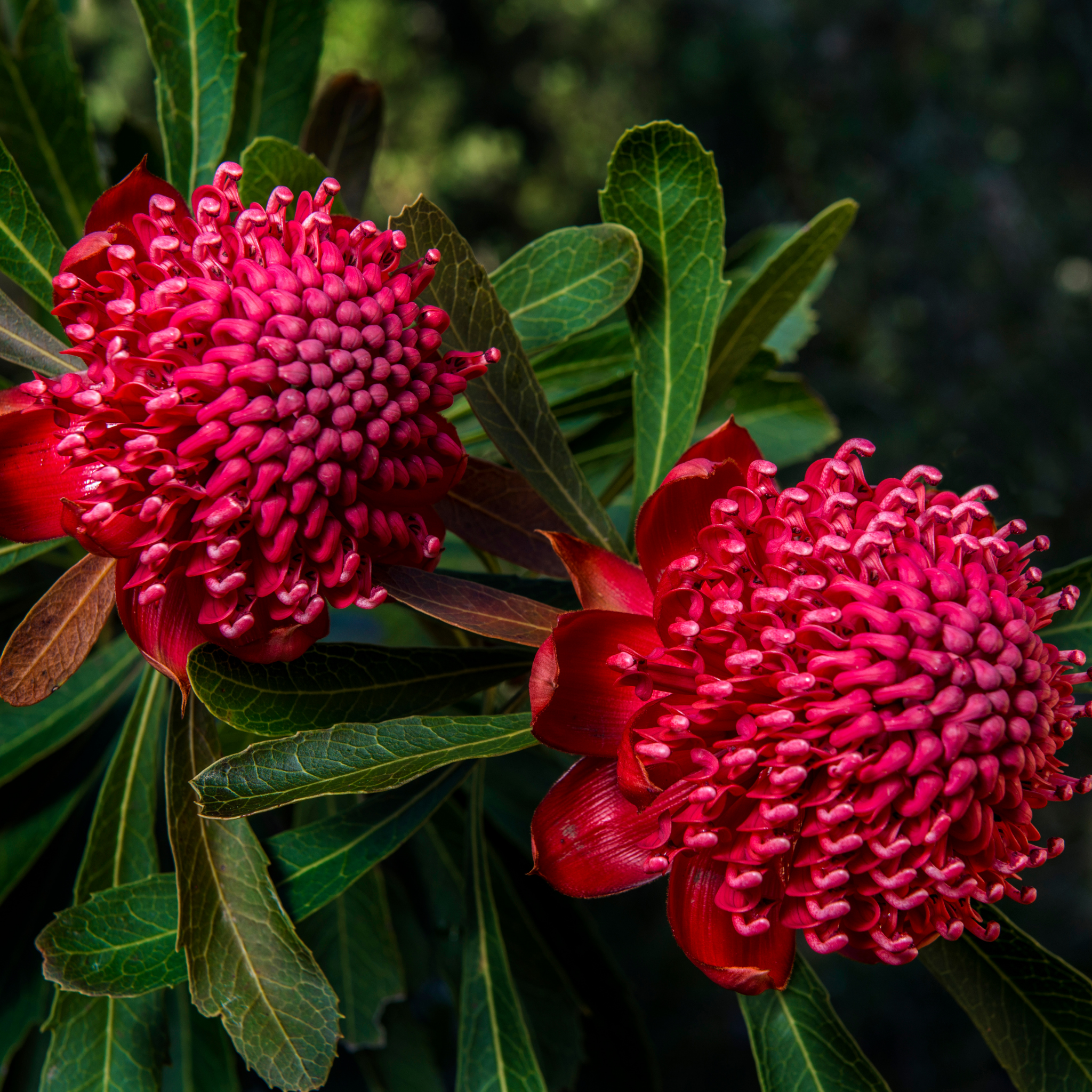 Waratah 'Shady Lady Crimson' - Telopea speciosissima oreades Shady Lady Crimson