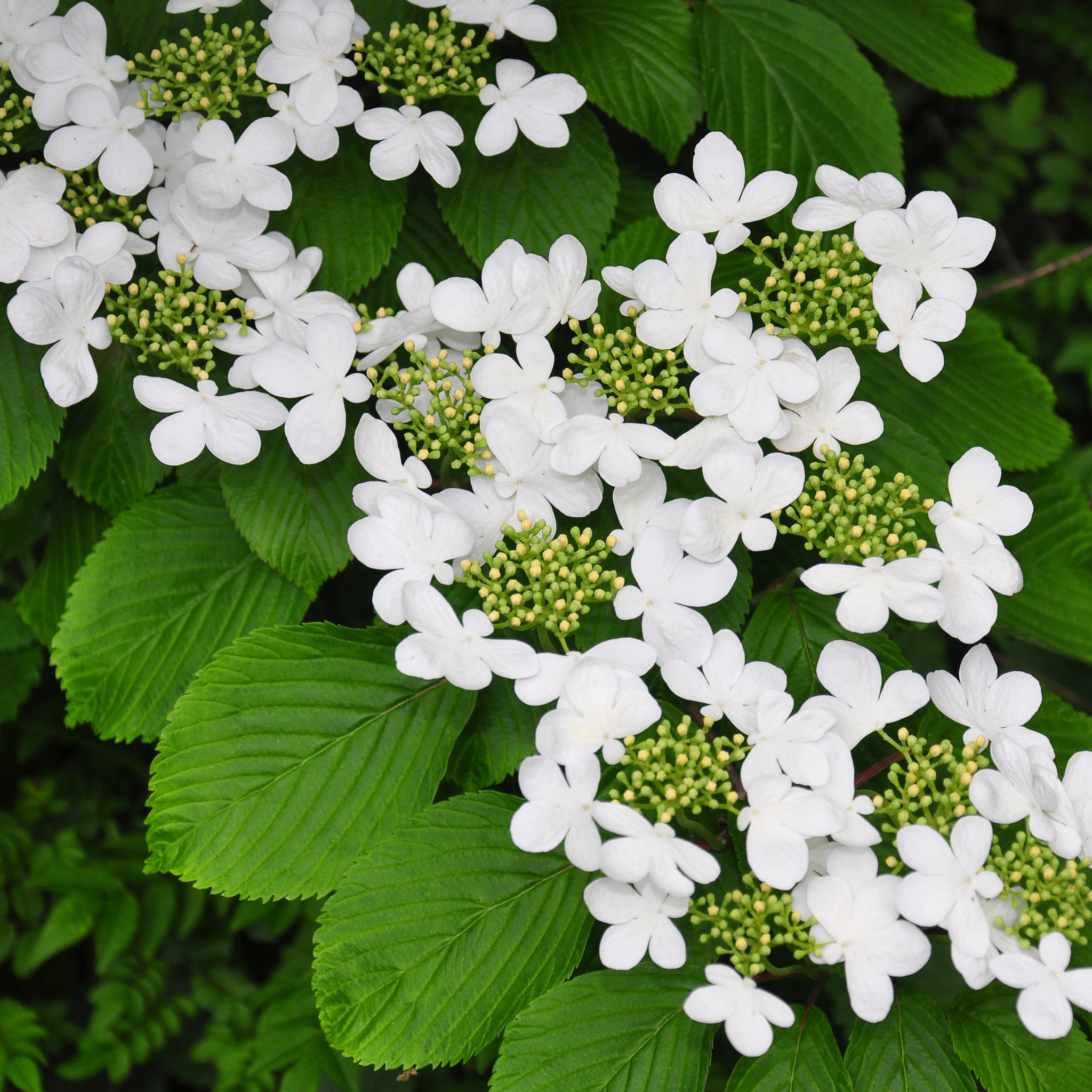 Viburnum plicatum Japanese snowball - Viburnum plicatum tomentosum Mariesii
