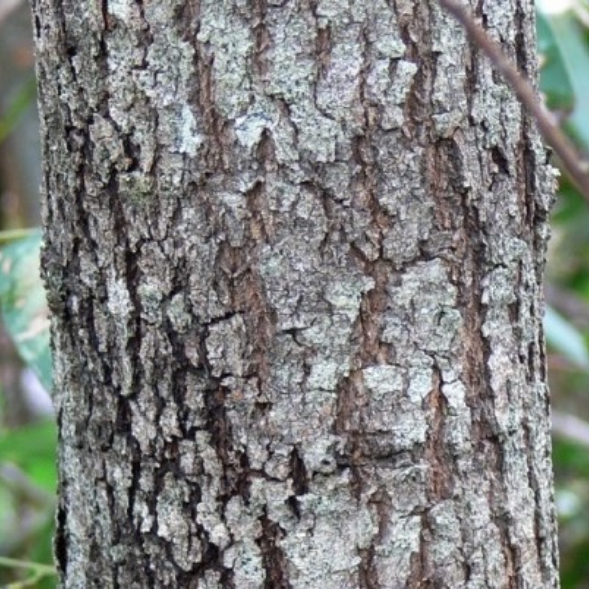 Close-up of a tree trunk with textured bark