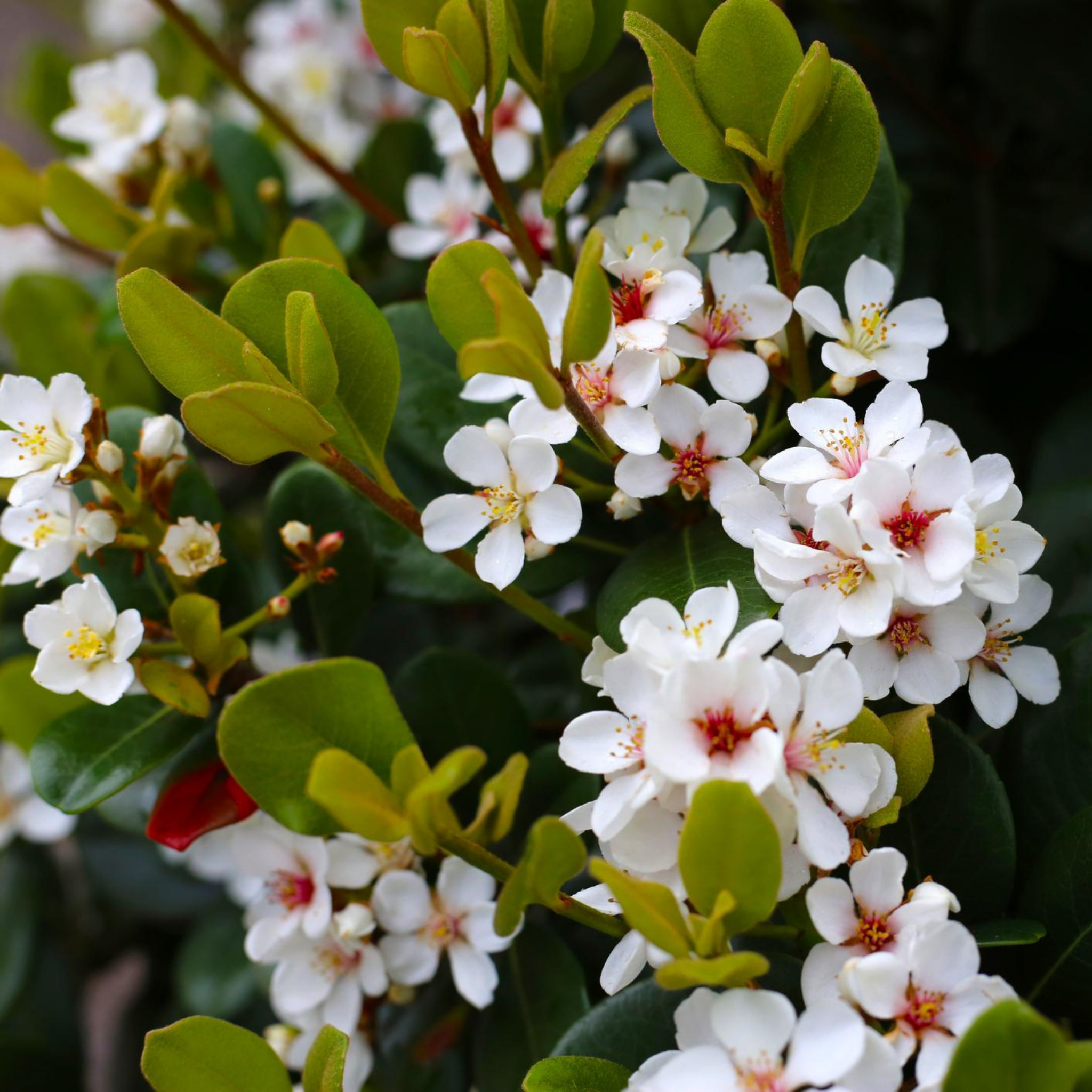 Indian hawthorn Snow Maiden - Rhaphiolepis indica Snow Maiden