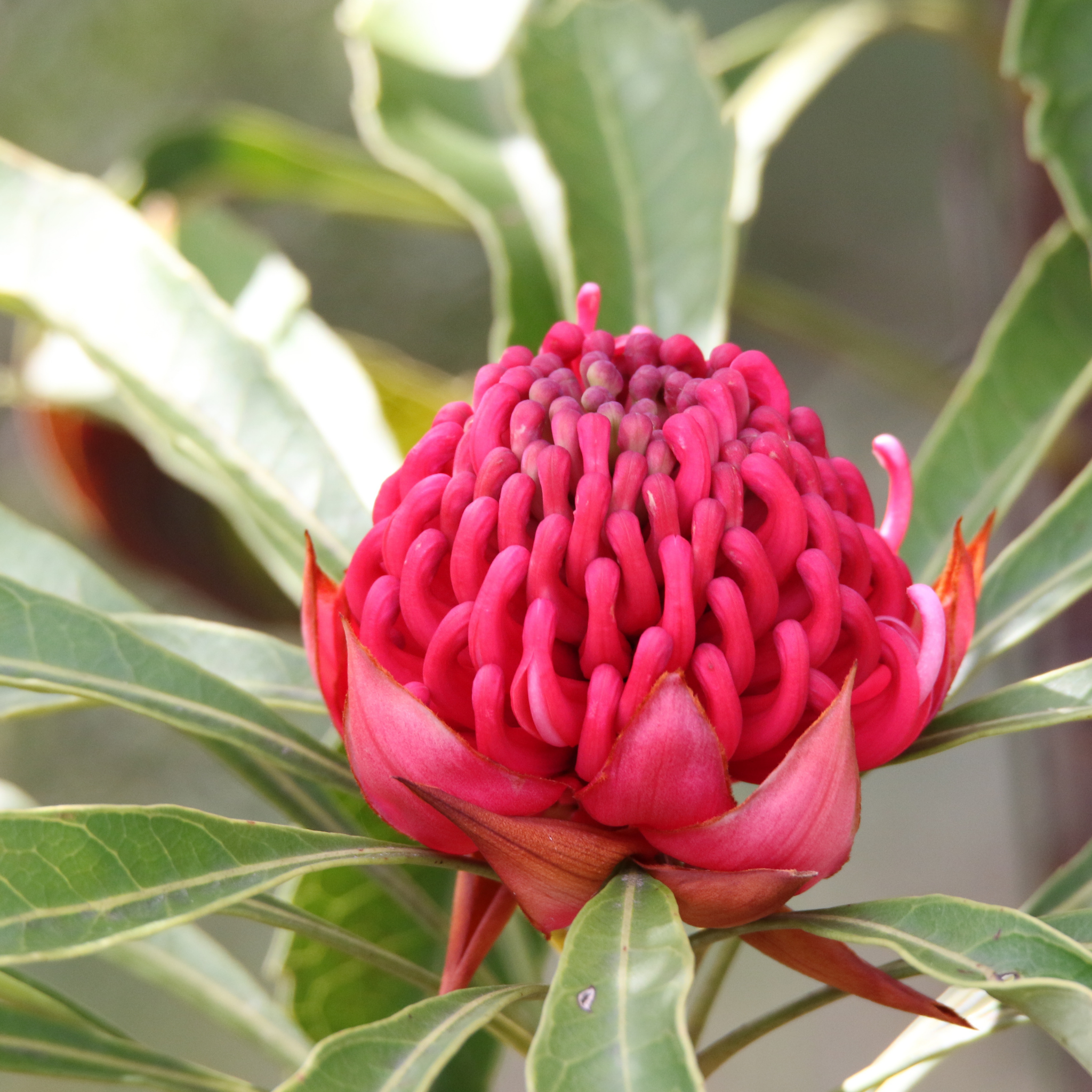 Waratah Shady Lady Red - Telopea speciosissima oreade Shady Lady Red