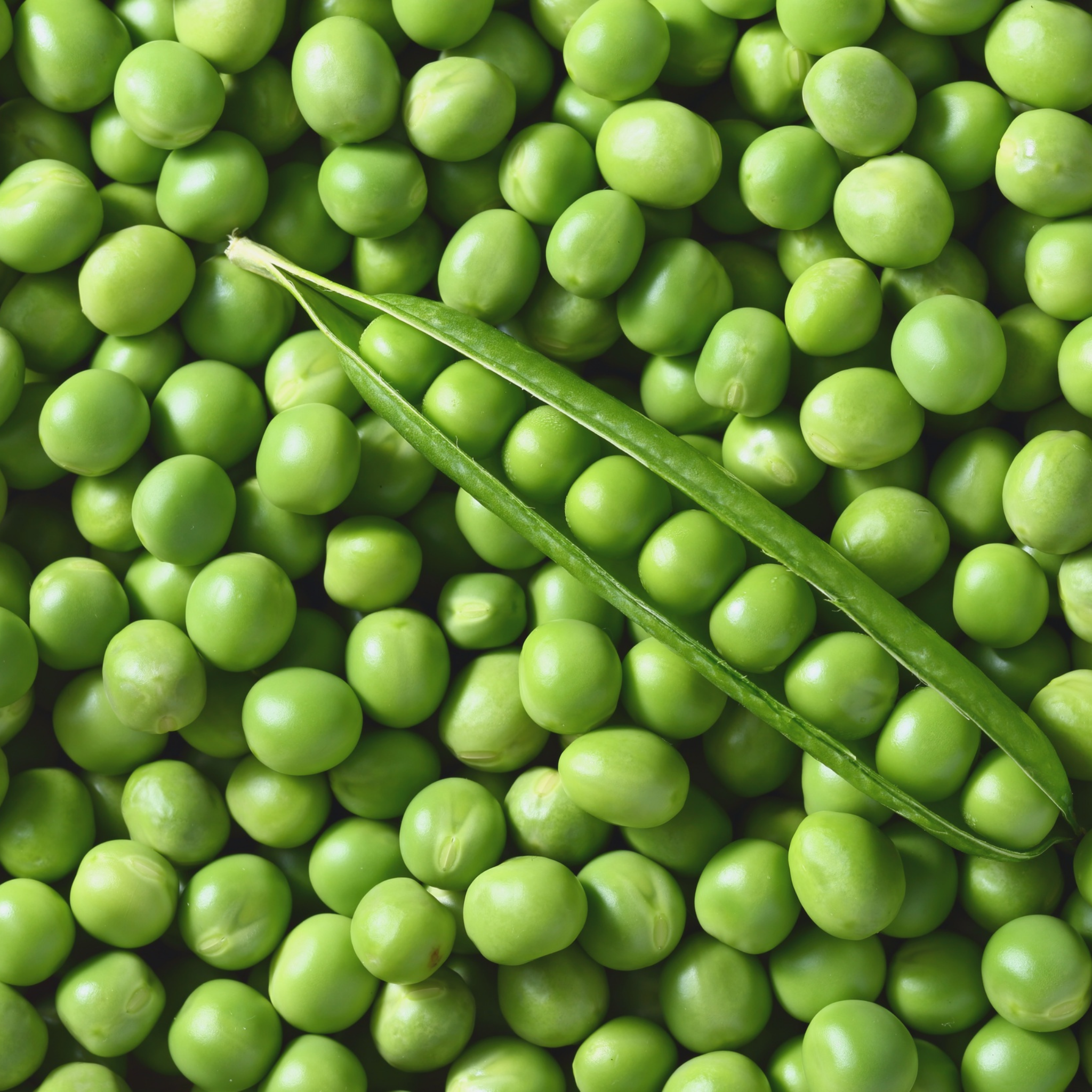 Garden Pea - Pisum sativum Common Green Pea