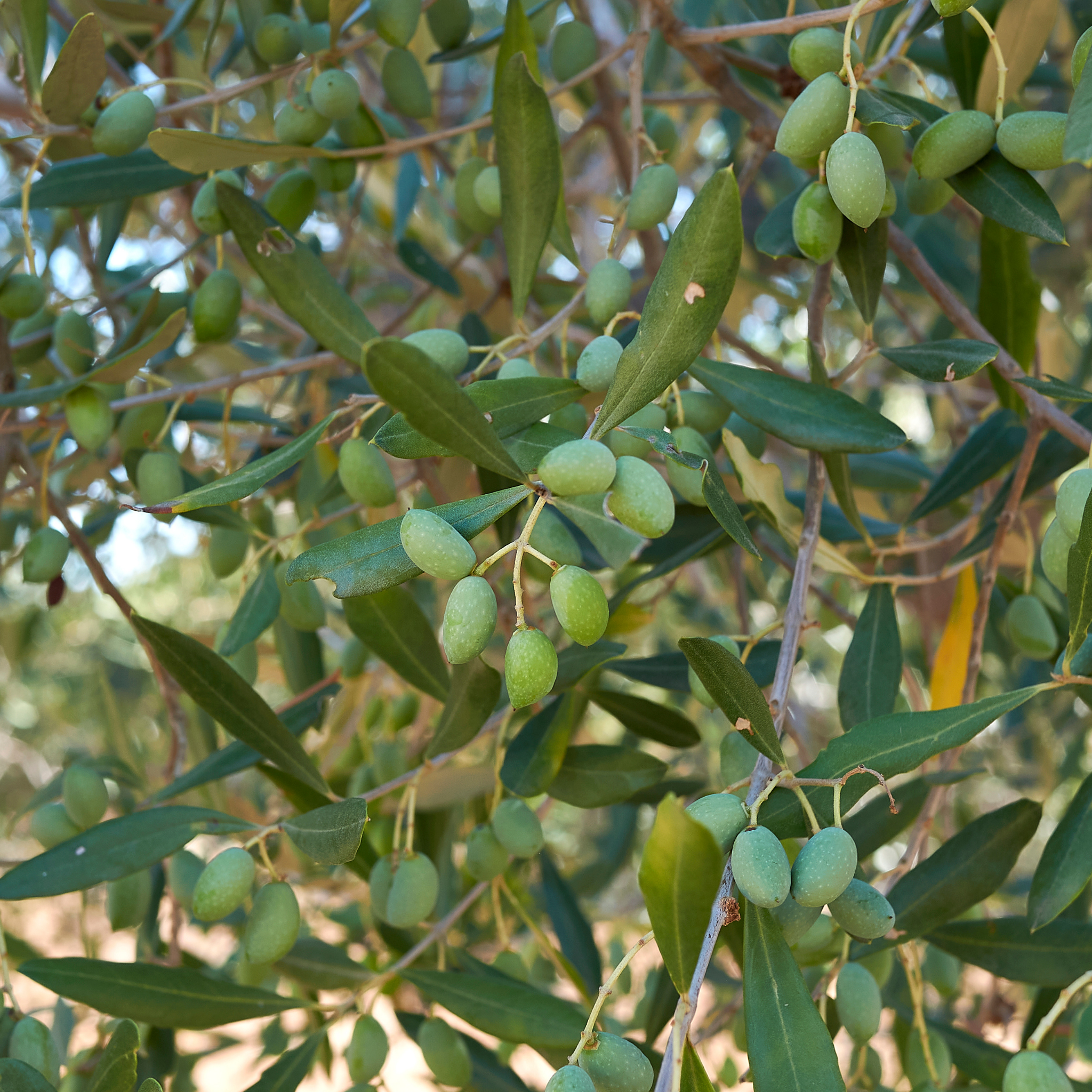 Paragon Olive Tree - Olea europaea Paragon