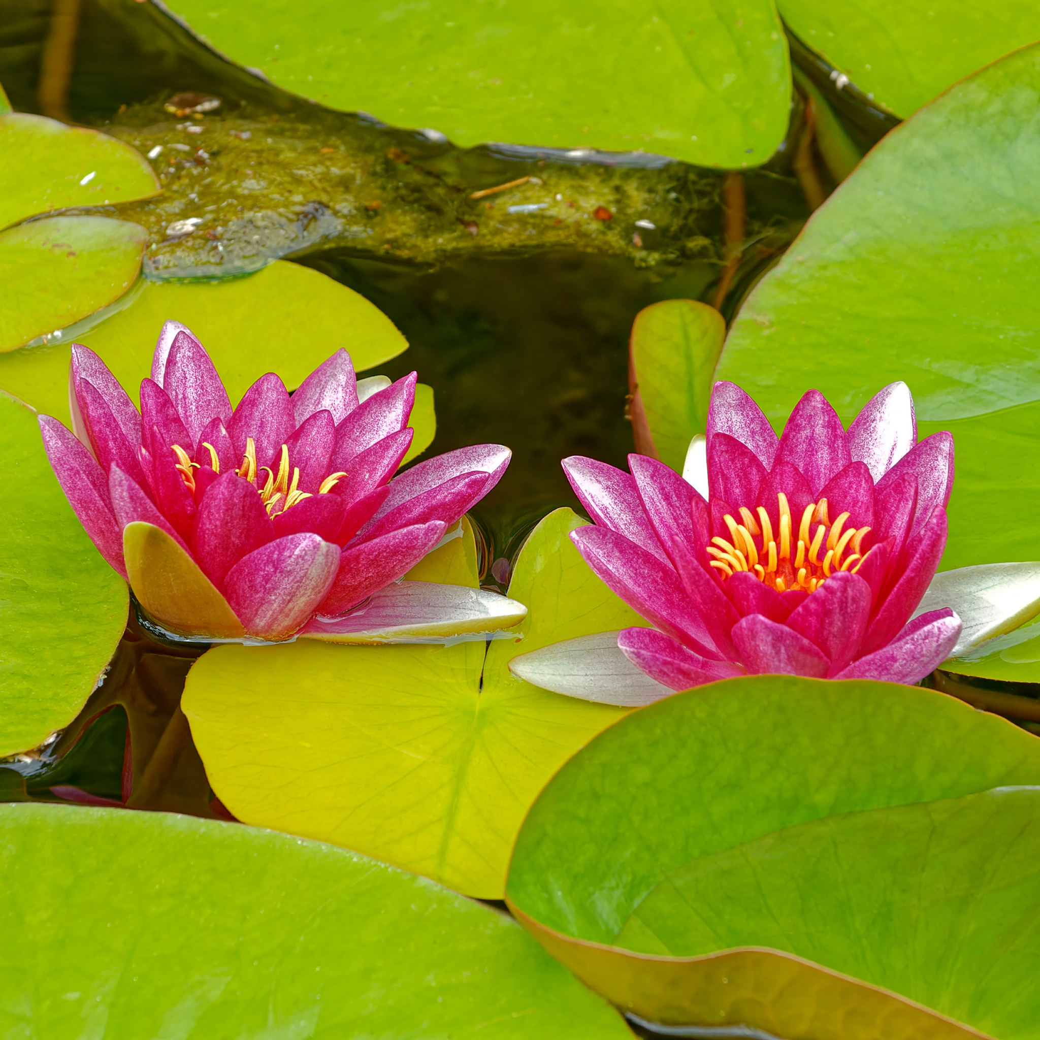 Red Water Lily - Nymphaea hybrida Red