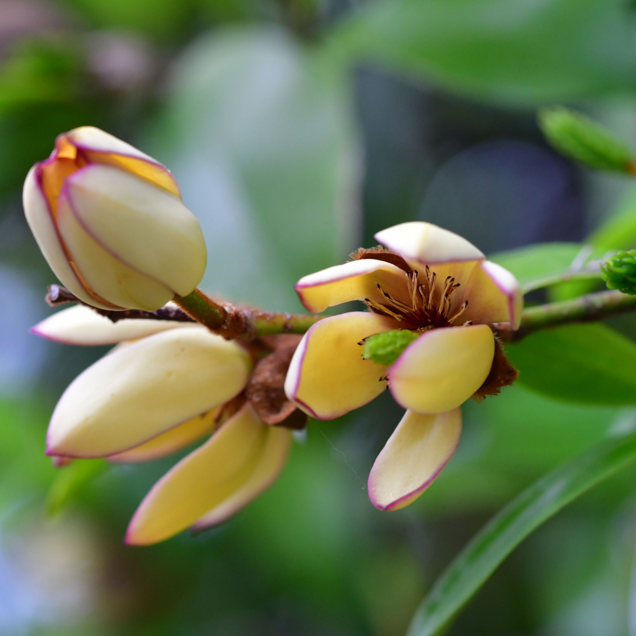 Port Wine Magnolia - Magnolia Michelia figo