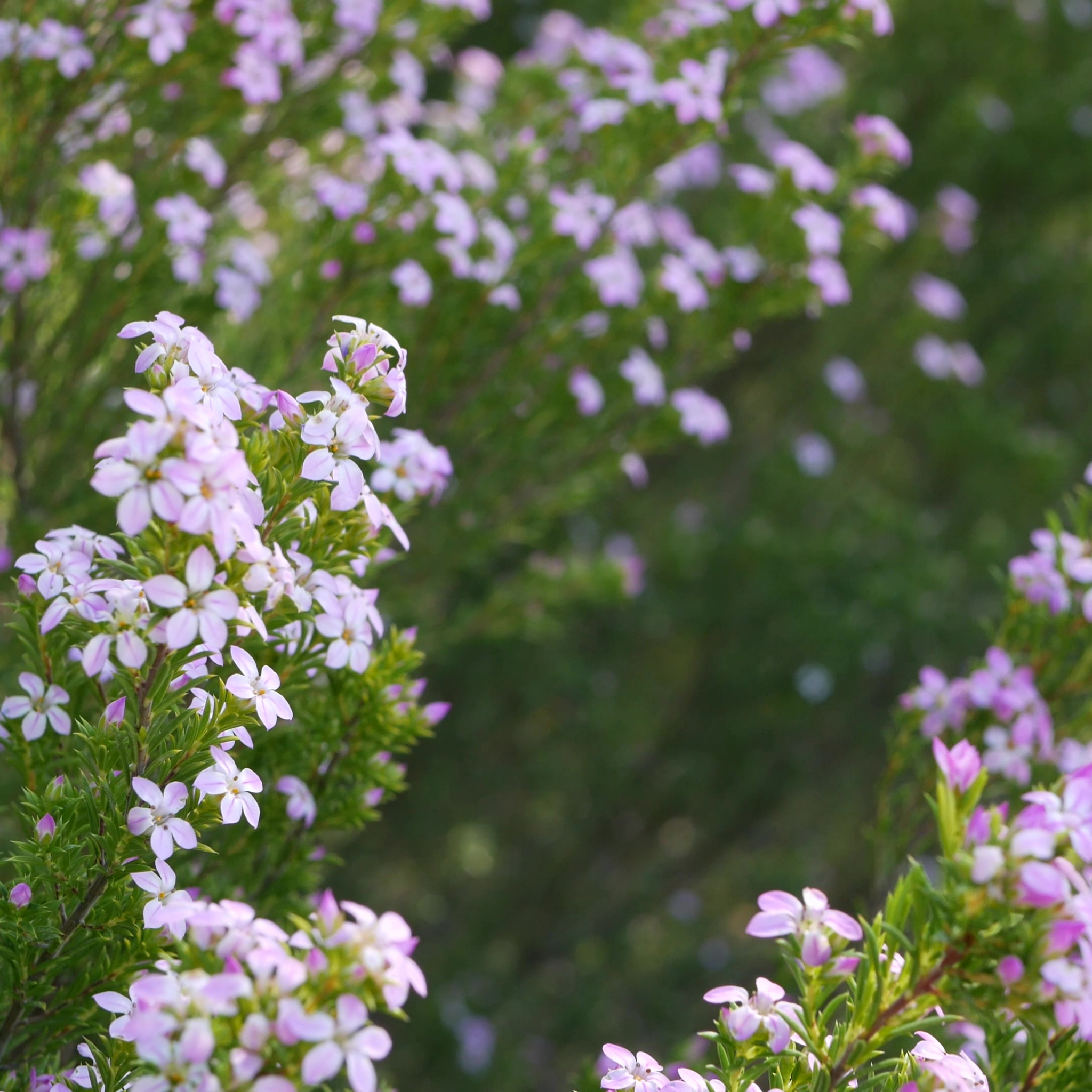 Dwarf Diosma Compacta - Coleonema pulchellum 'Compacta'