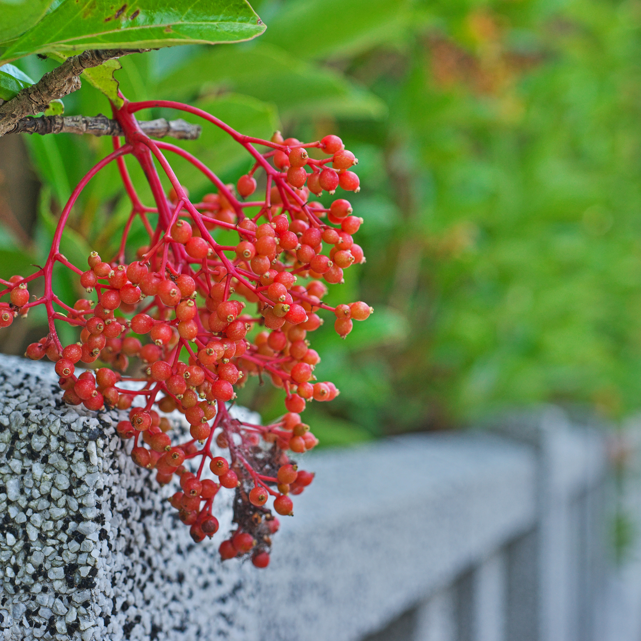 Sweet Viburnum Dense Fence - Viburnum odoratissimum Dense Fence PBR