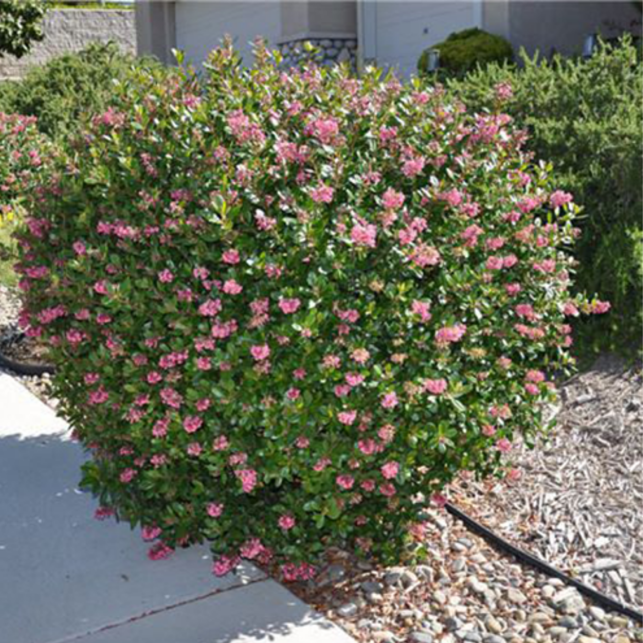 Escallonia hybrida Newport Dwarf