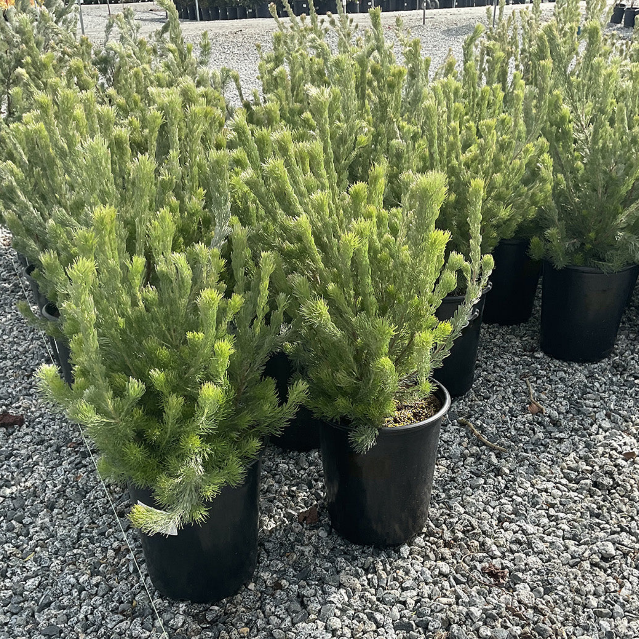 Potted coniferous trees on a gravel surface