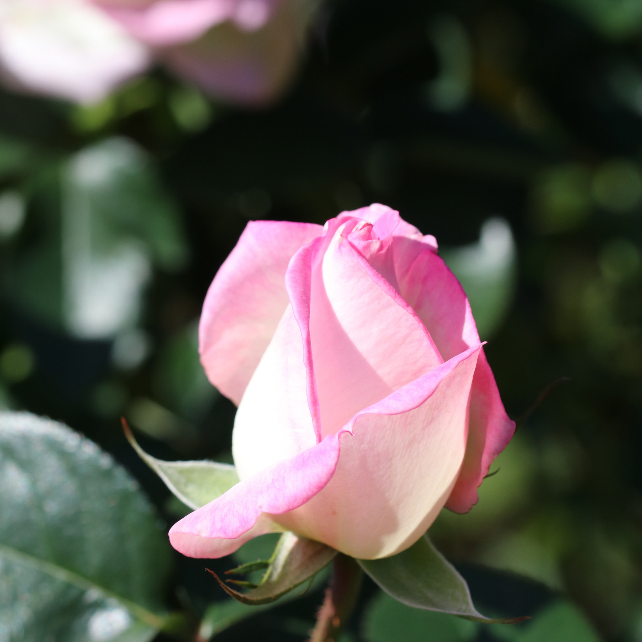 Princesse De Monaco Hybrid Tea Rose - Rosa Princesse De Monaco