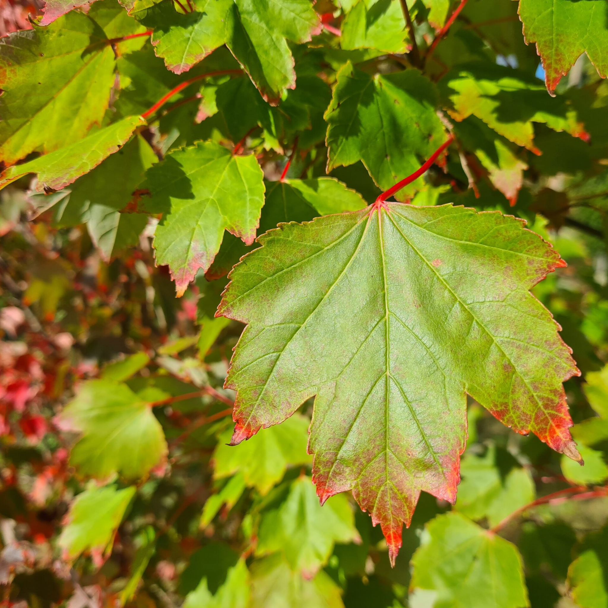 Close-up of green maple leaves with red edges