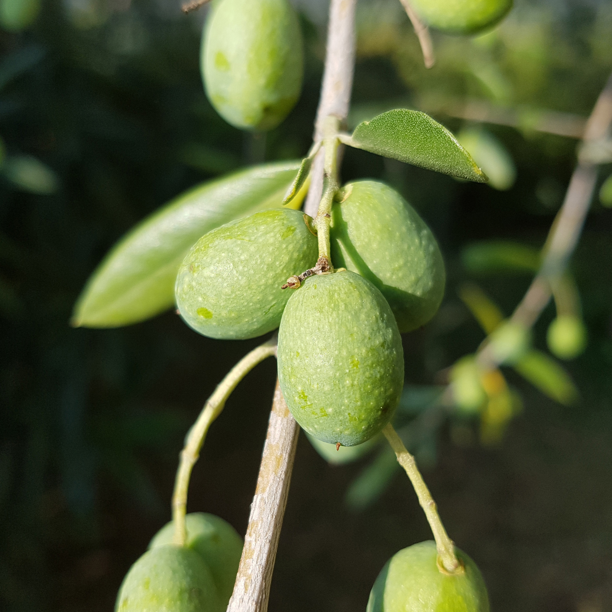 Manzanillo Olive Tree - Olea europaea Manzanillo
