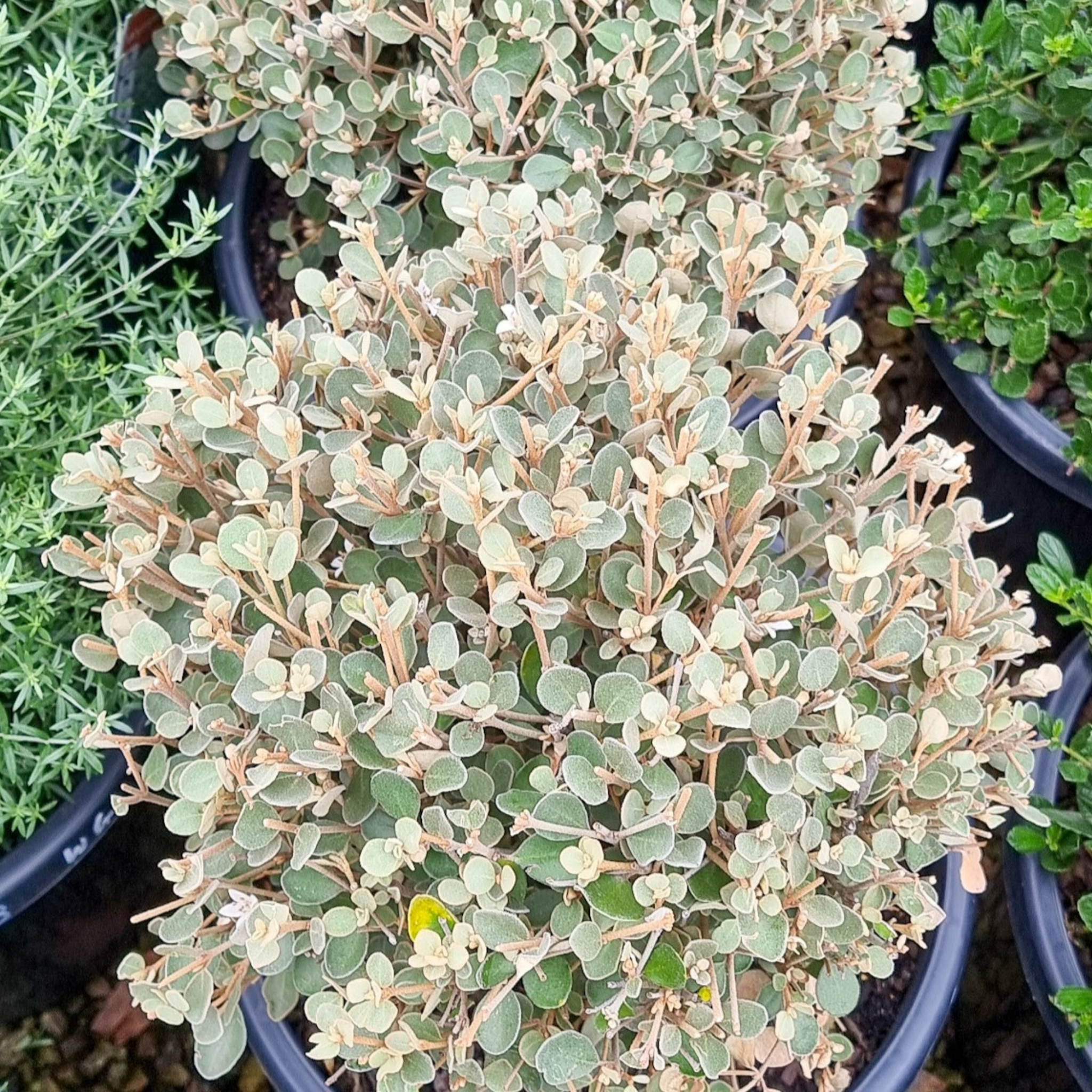 White Correa - Correa alba