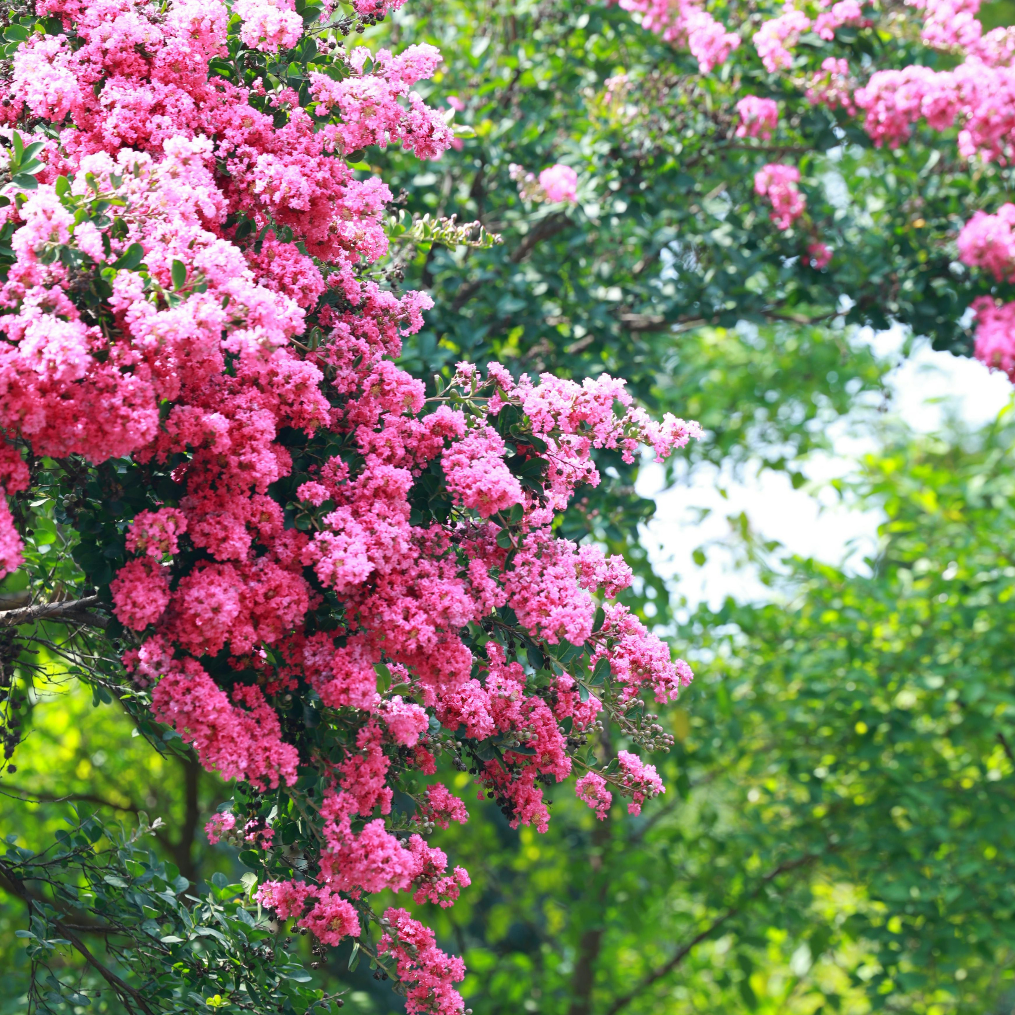Hot Pink Crepe Myrtle - Lagerstroemia indica fauriei Sioux