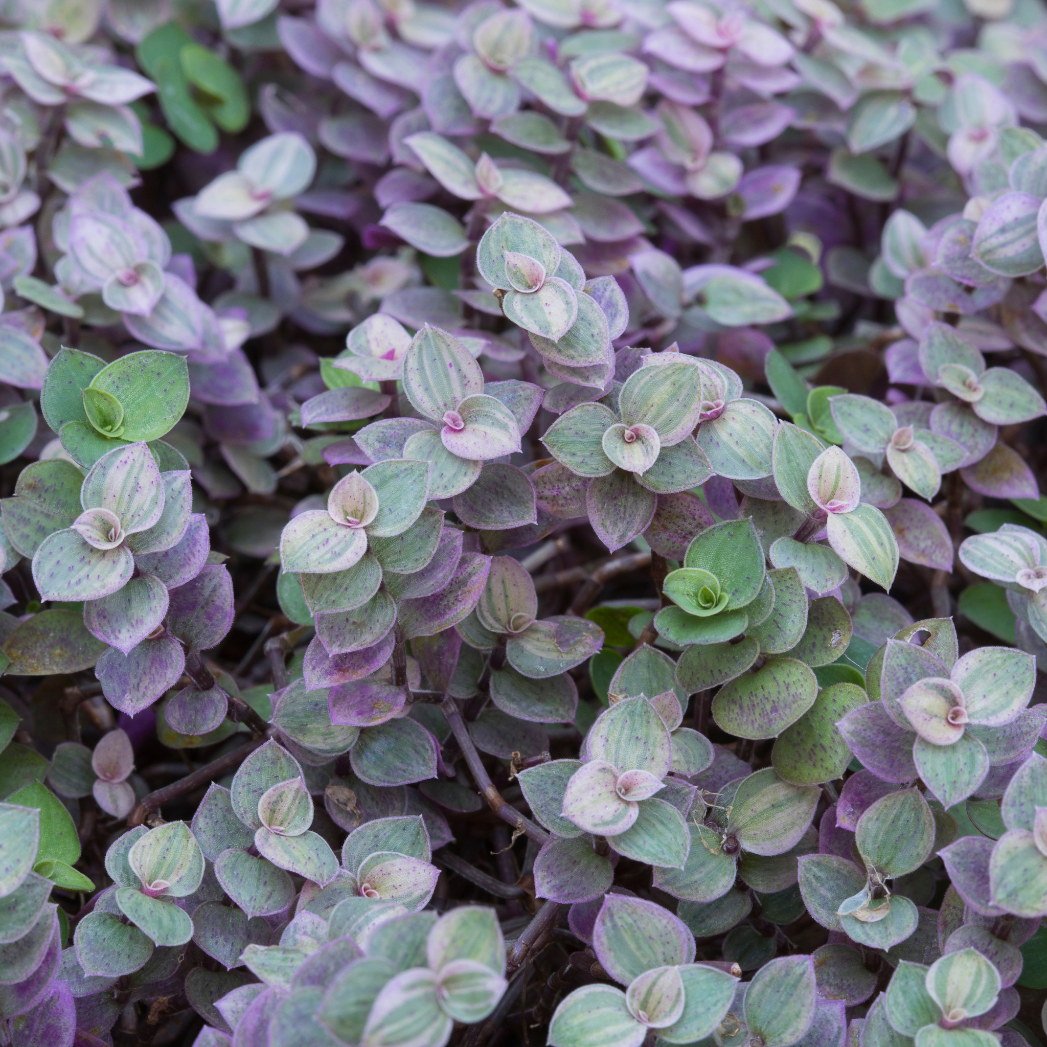 Turtle Vine Pink Panther - Callisia repens Pink Panther